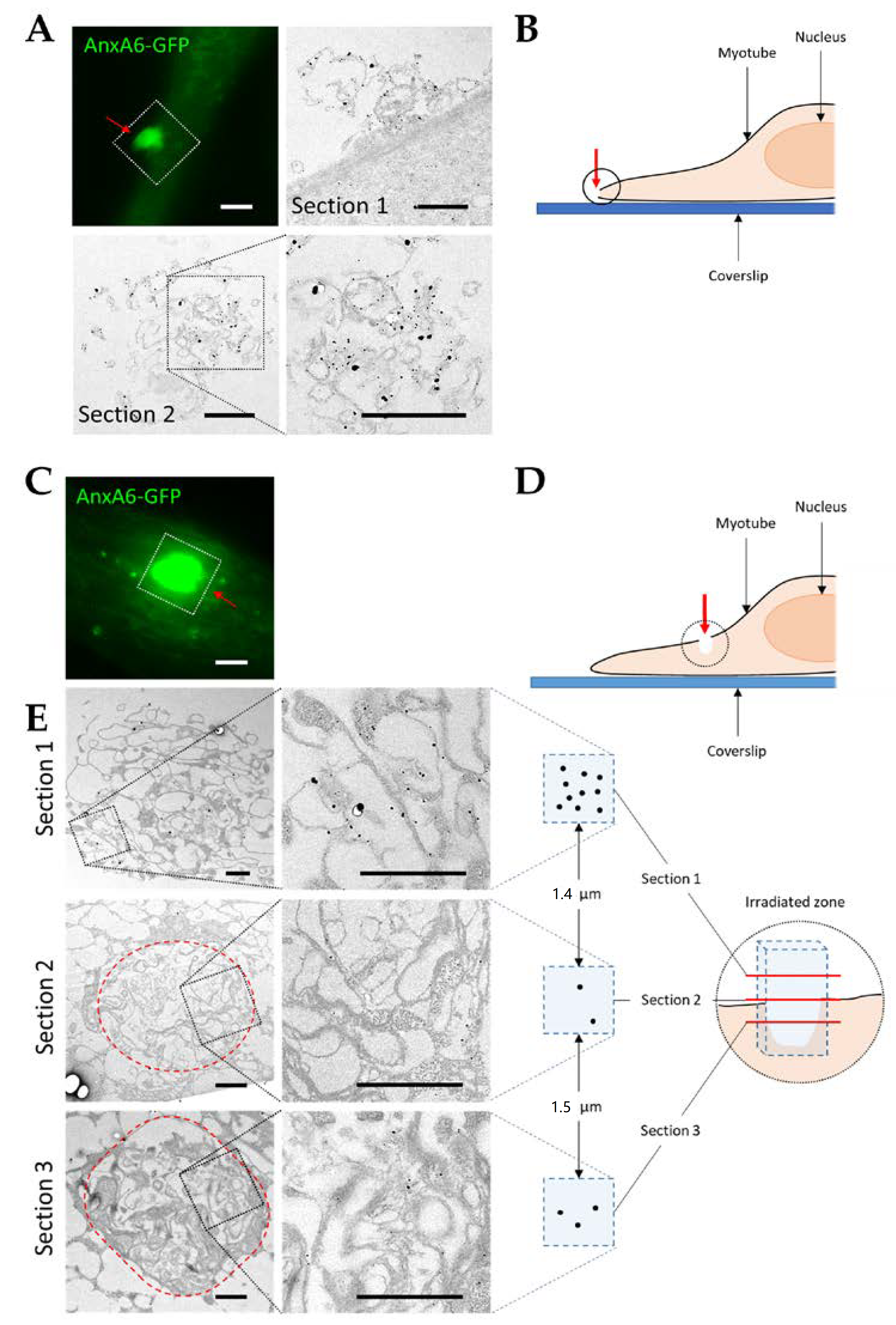 Cells 09 01742 g006