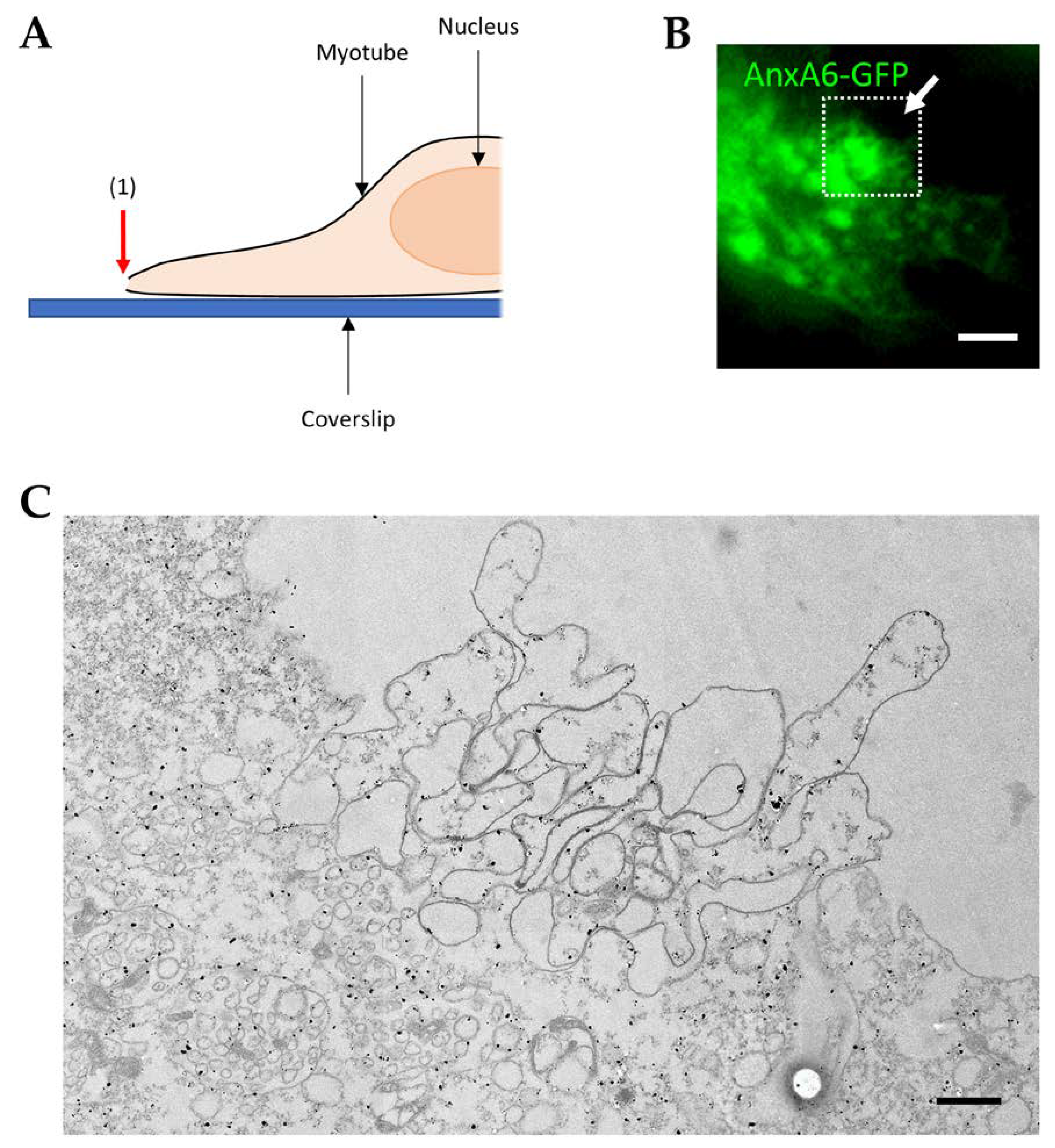 Cells 09 01742 g007