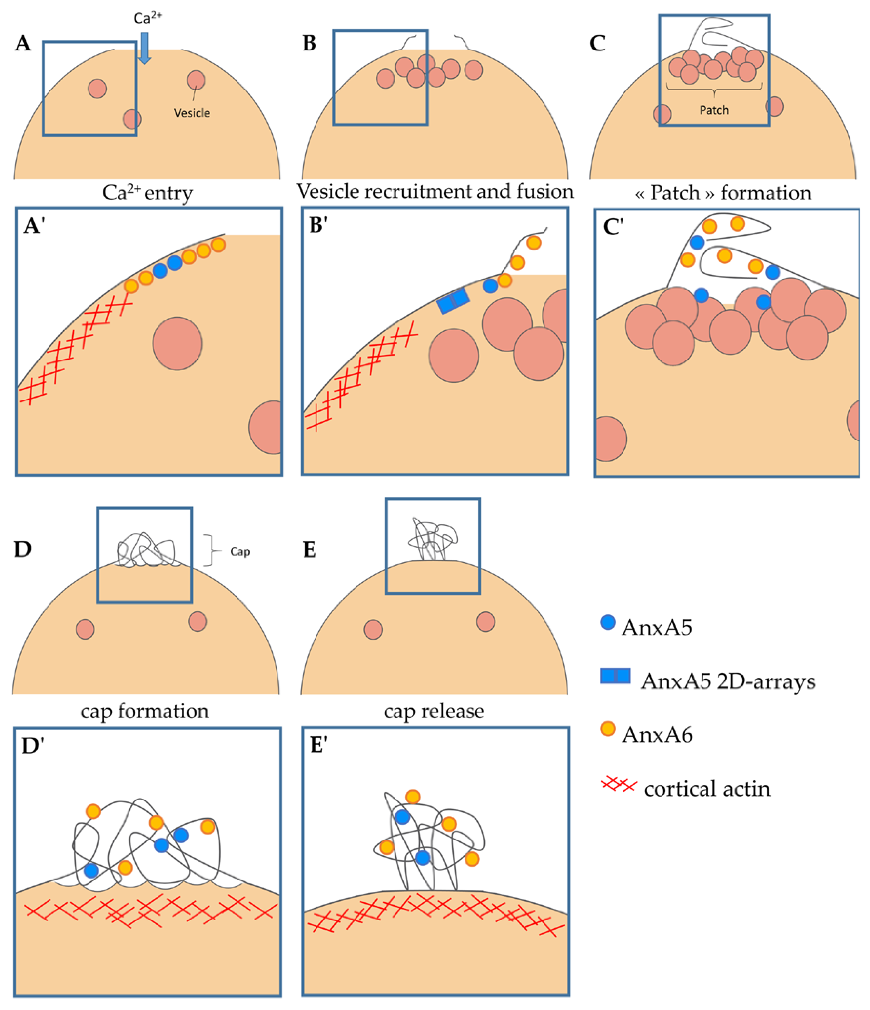 Cells 09 01742 g008