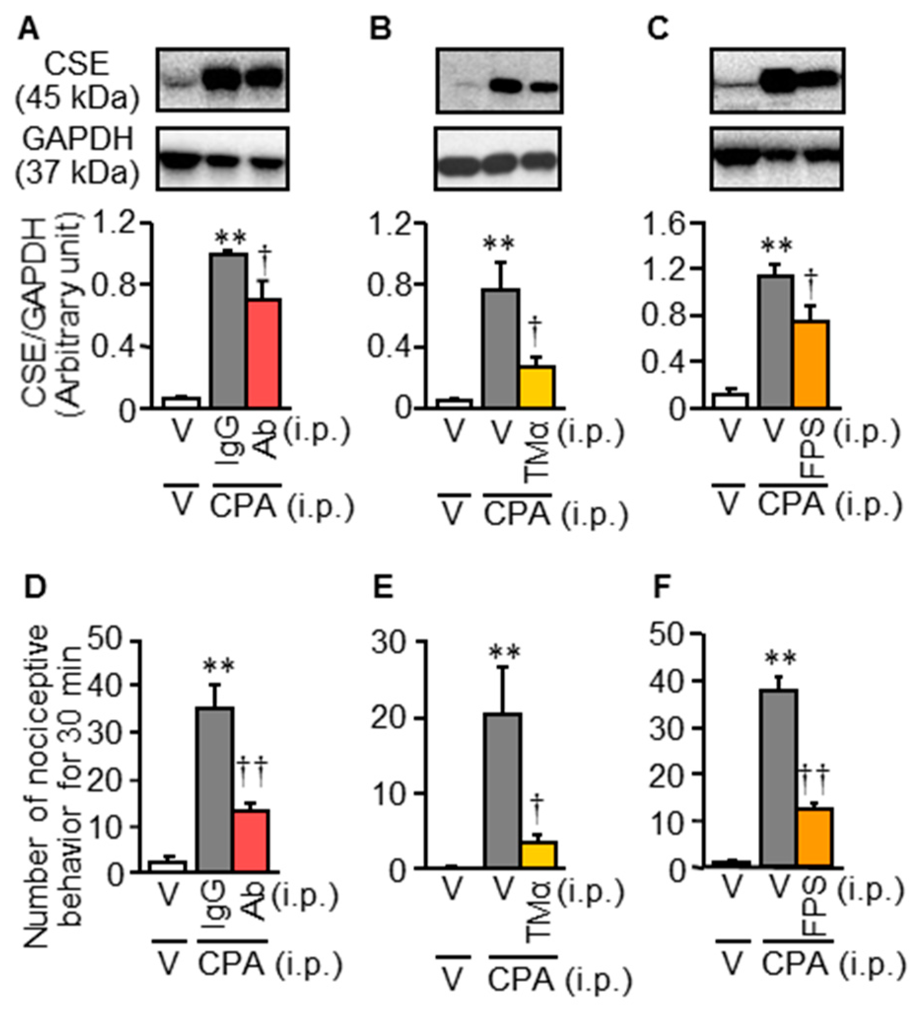 Cells 09 01748 g003 Cells 09 01748 g003
