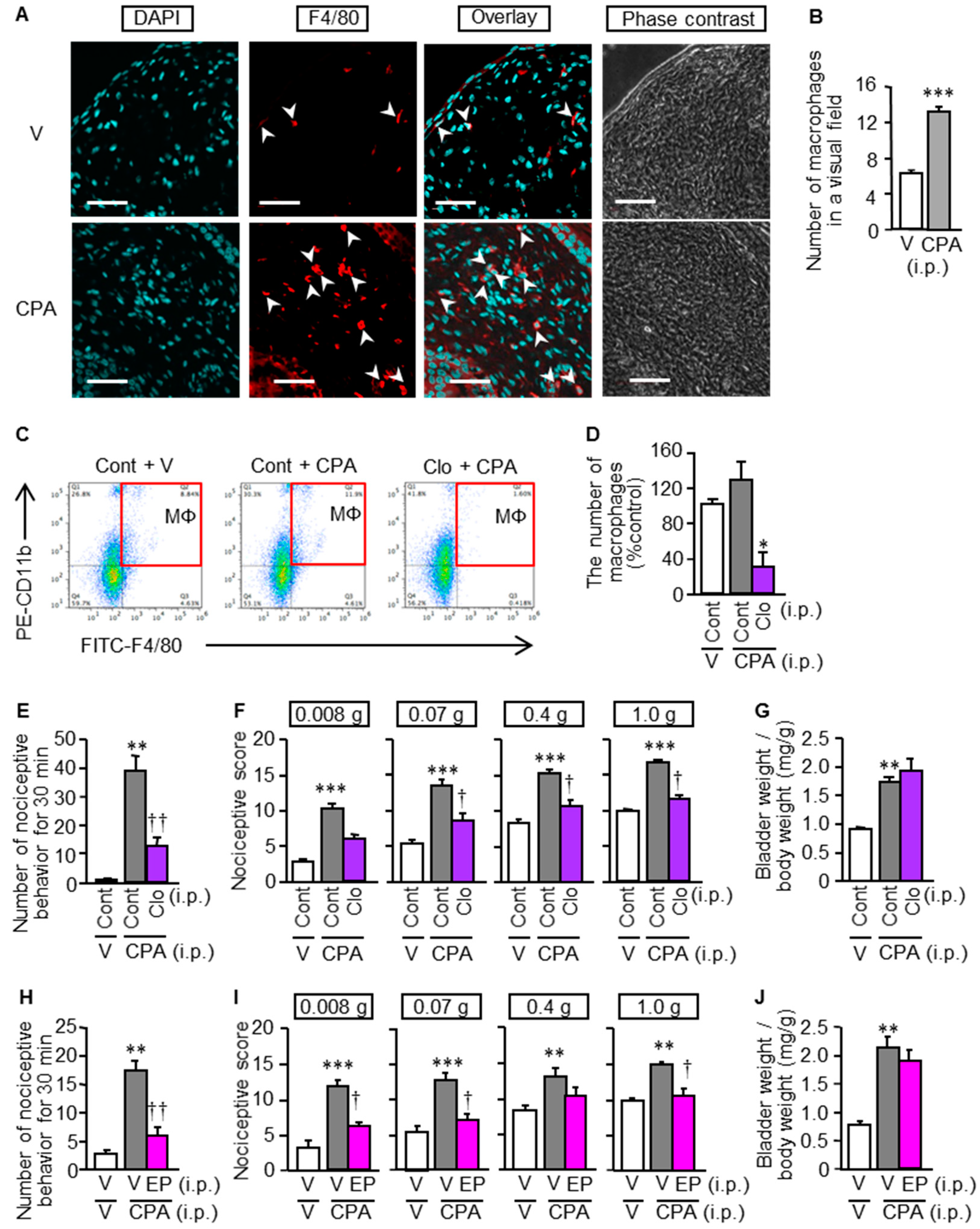 Cells 09 01748 g005 Cells 09 01748 g005