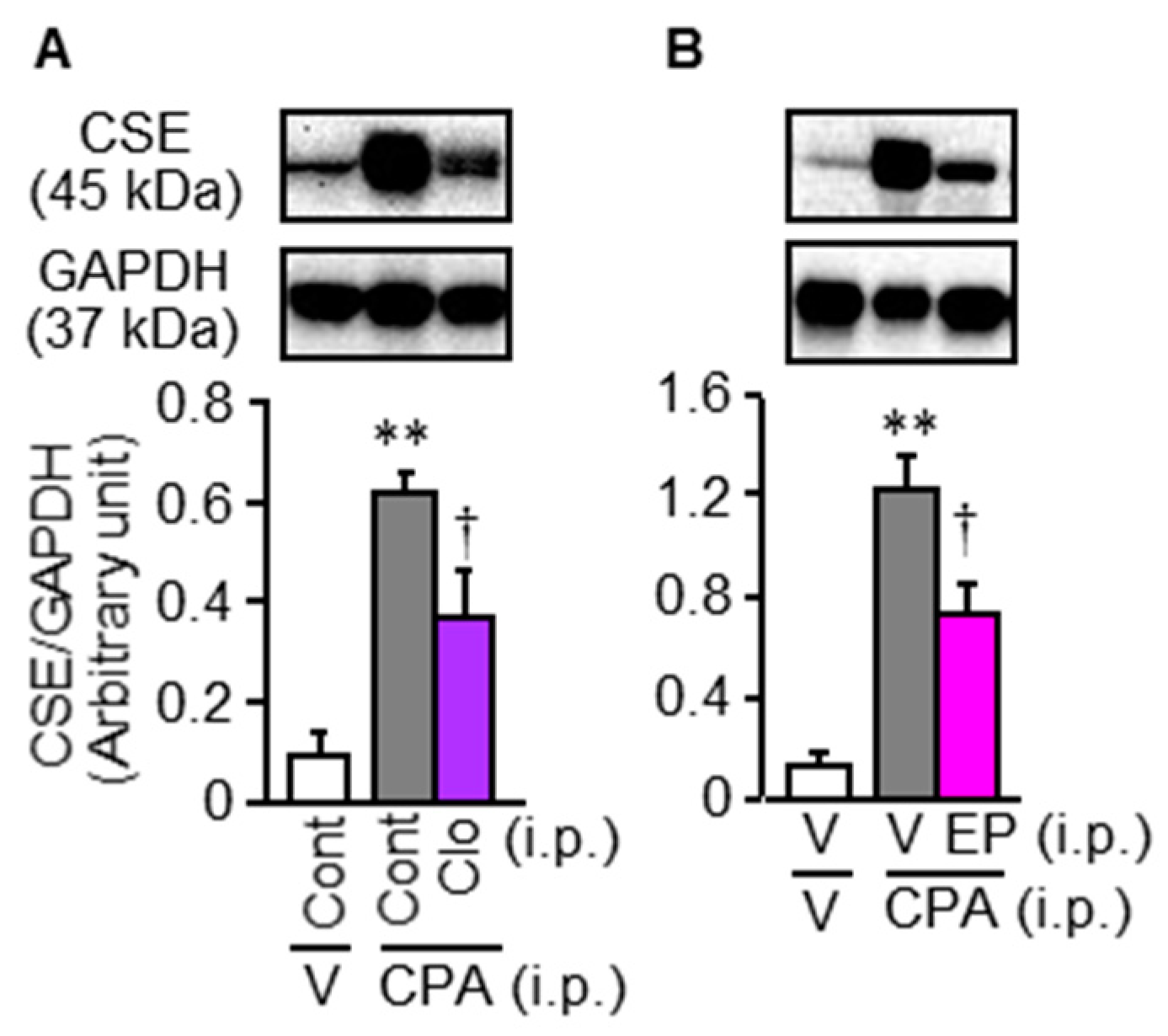 Cells 09 01748 g006 Cells 09 01748 g006
