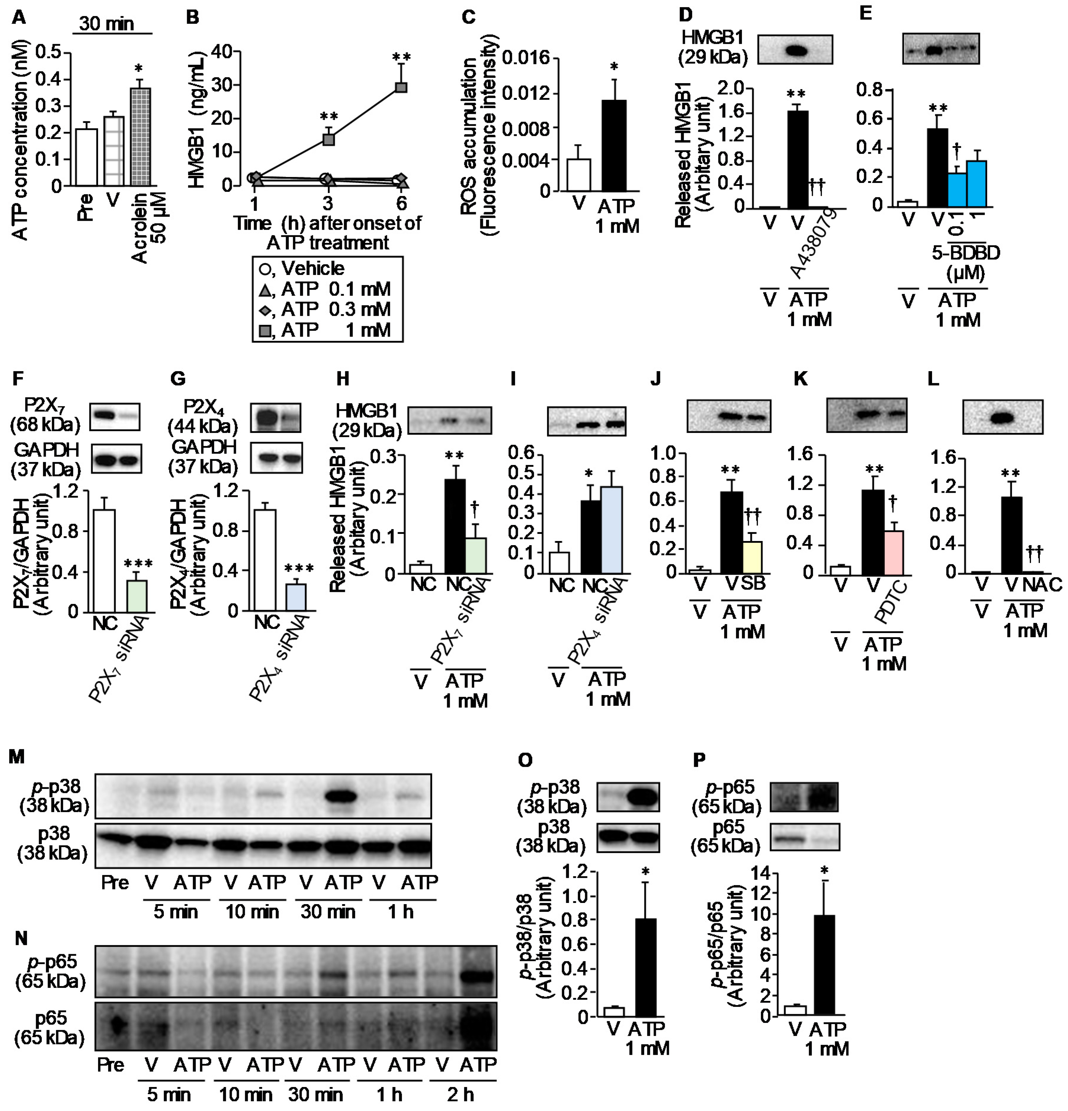 Cells 09 01748 g007 Cells 09 01748 g007