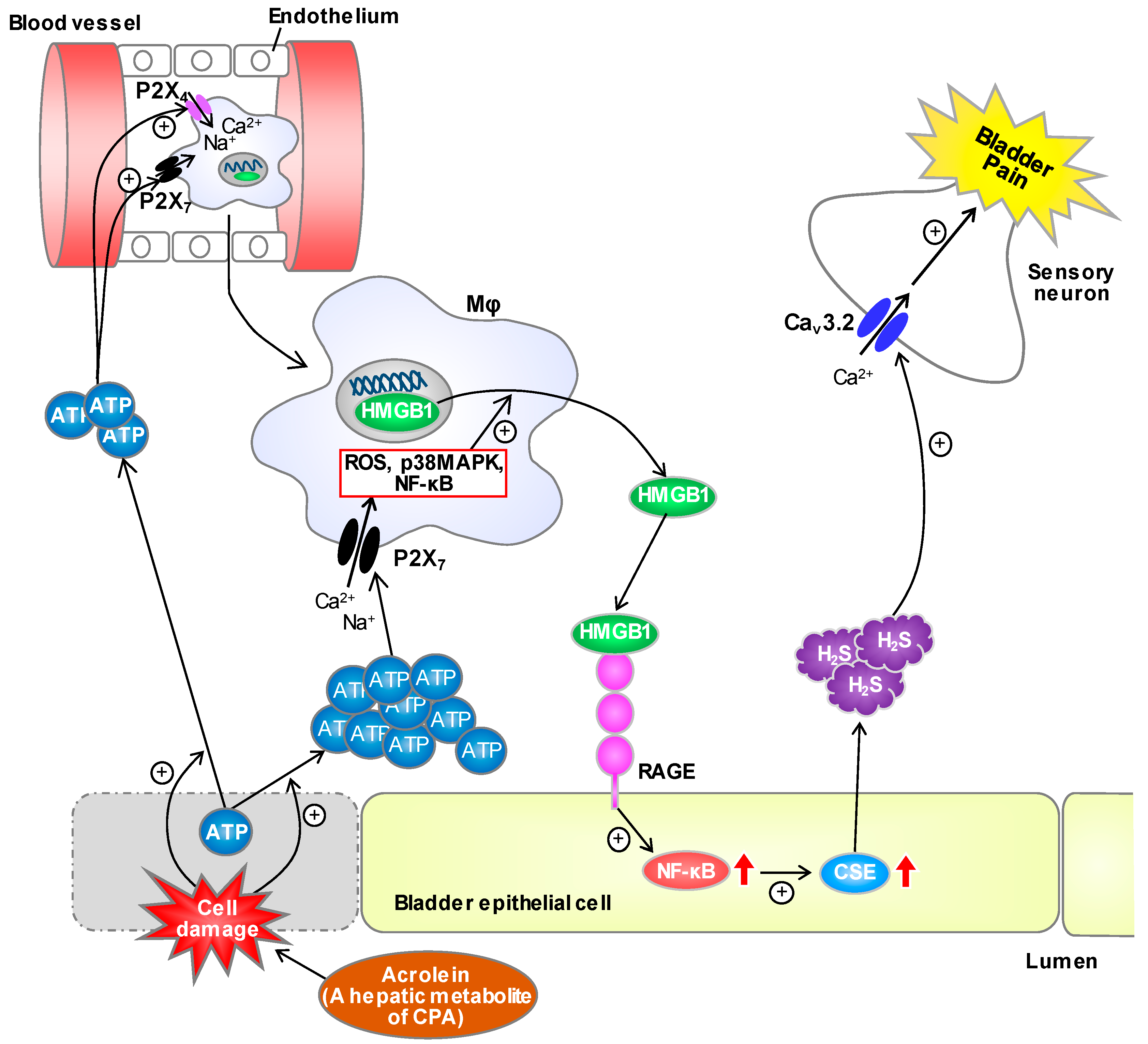 Cells 09 01748 g009 Cells 09 01748 g009