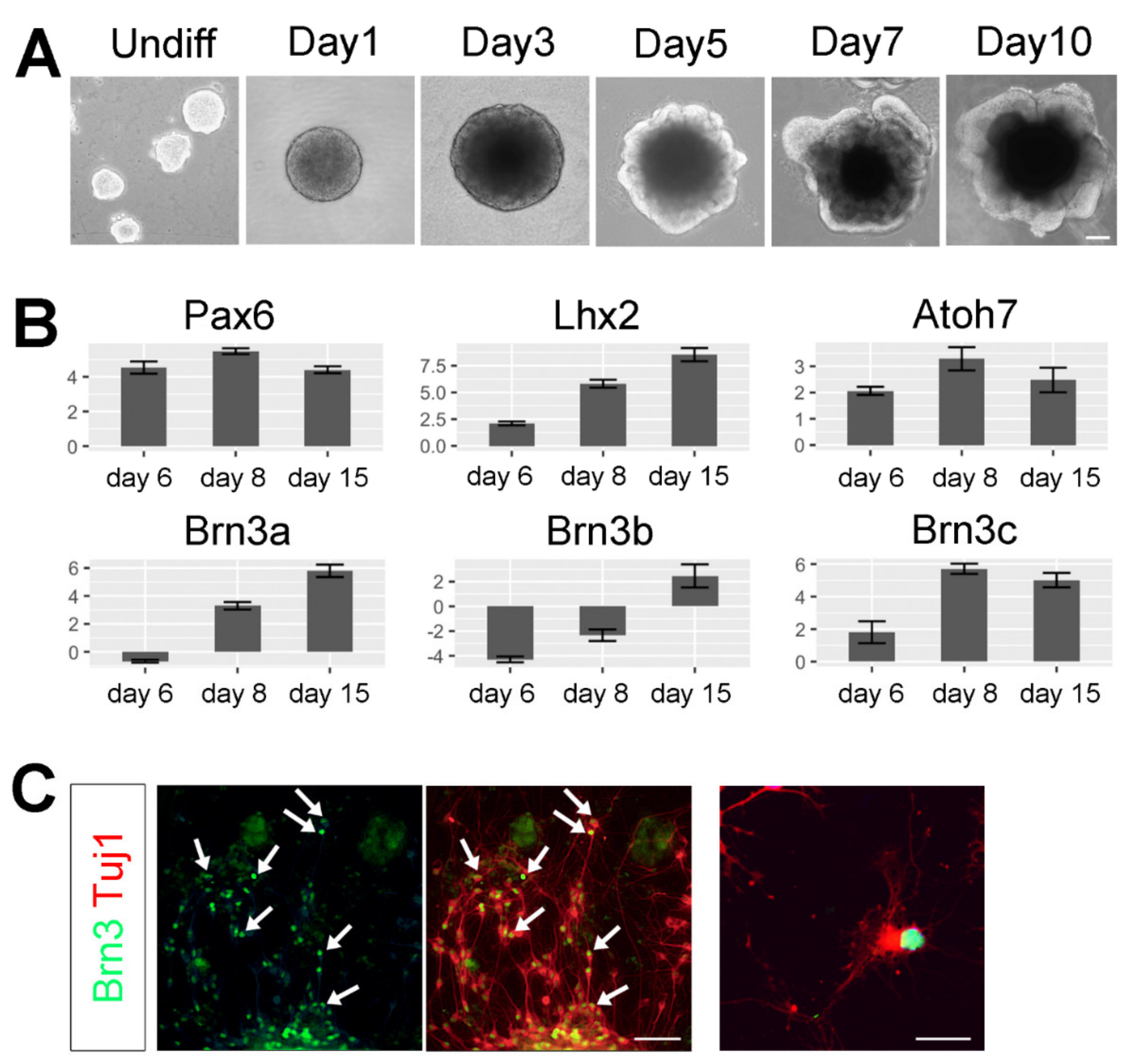 Cells 09 01759 g001 Cells 09 01759 g001