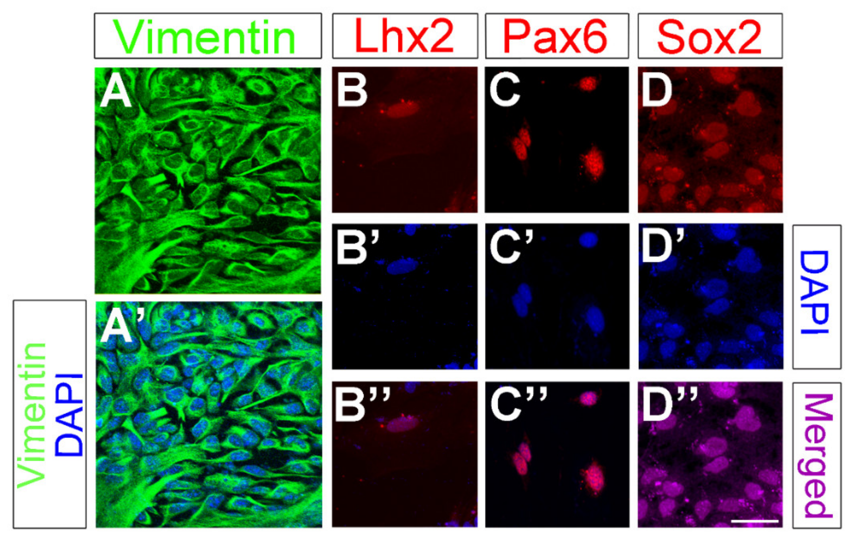 Cells 09 01759 g002 Cells 09 01759 g002
