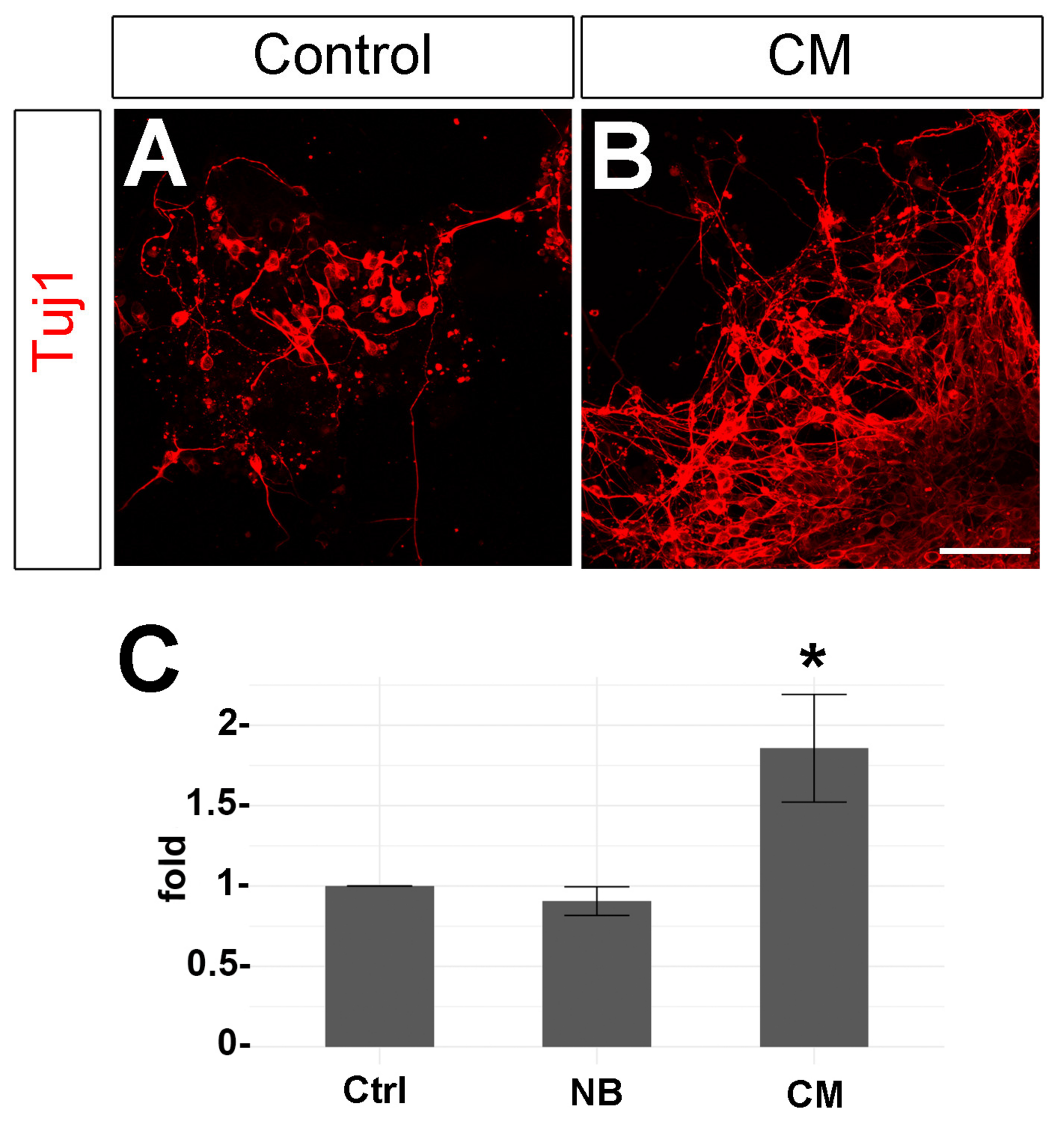 Cells 09 01759 g004 Cells 09 01759 g004
