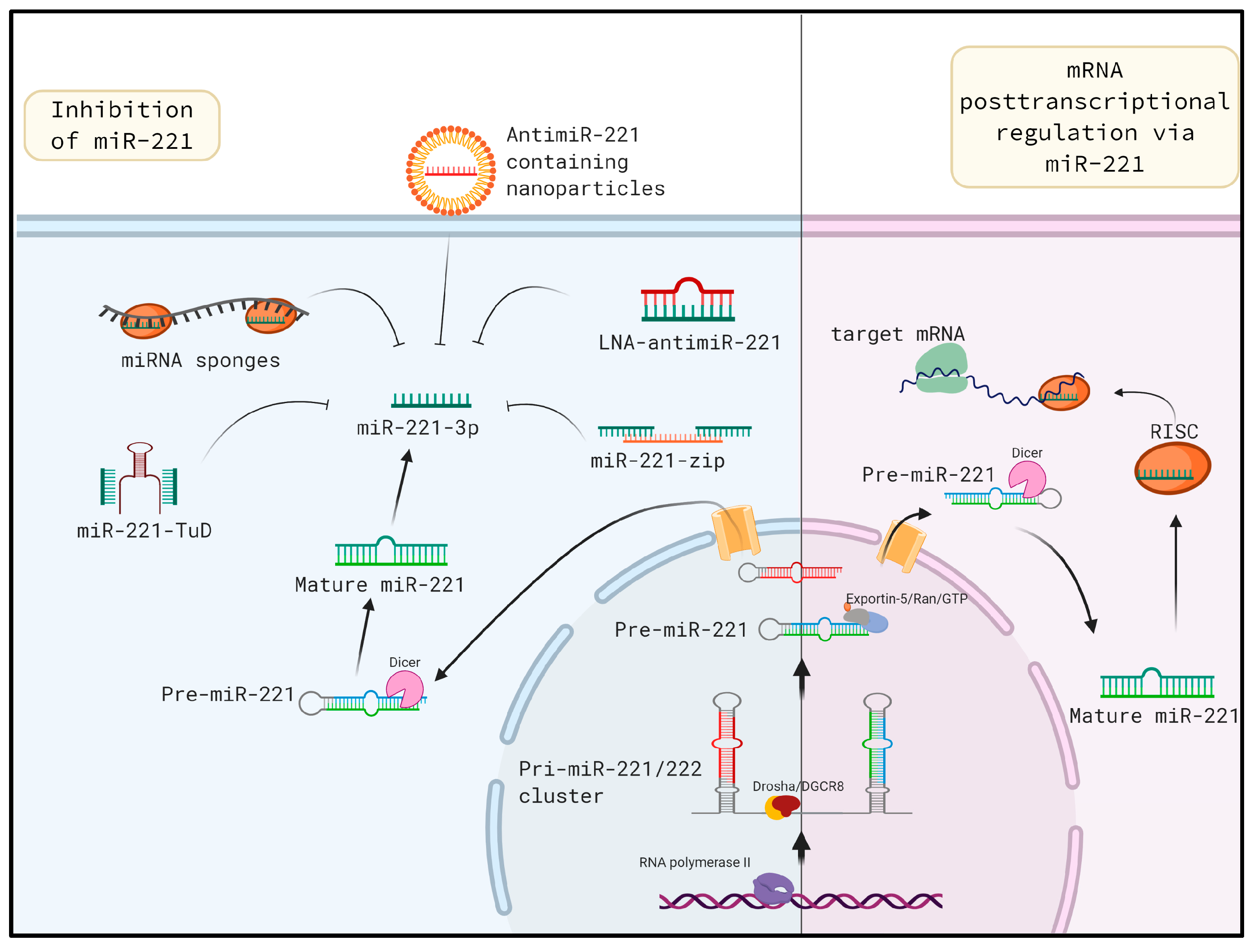 Cells 09 01767 g002 Cells 09 01767 g002