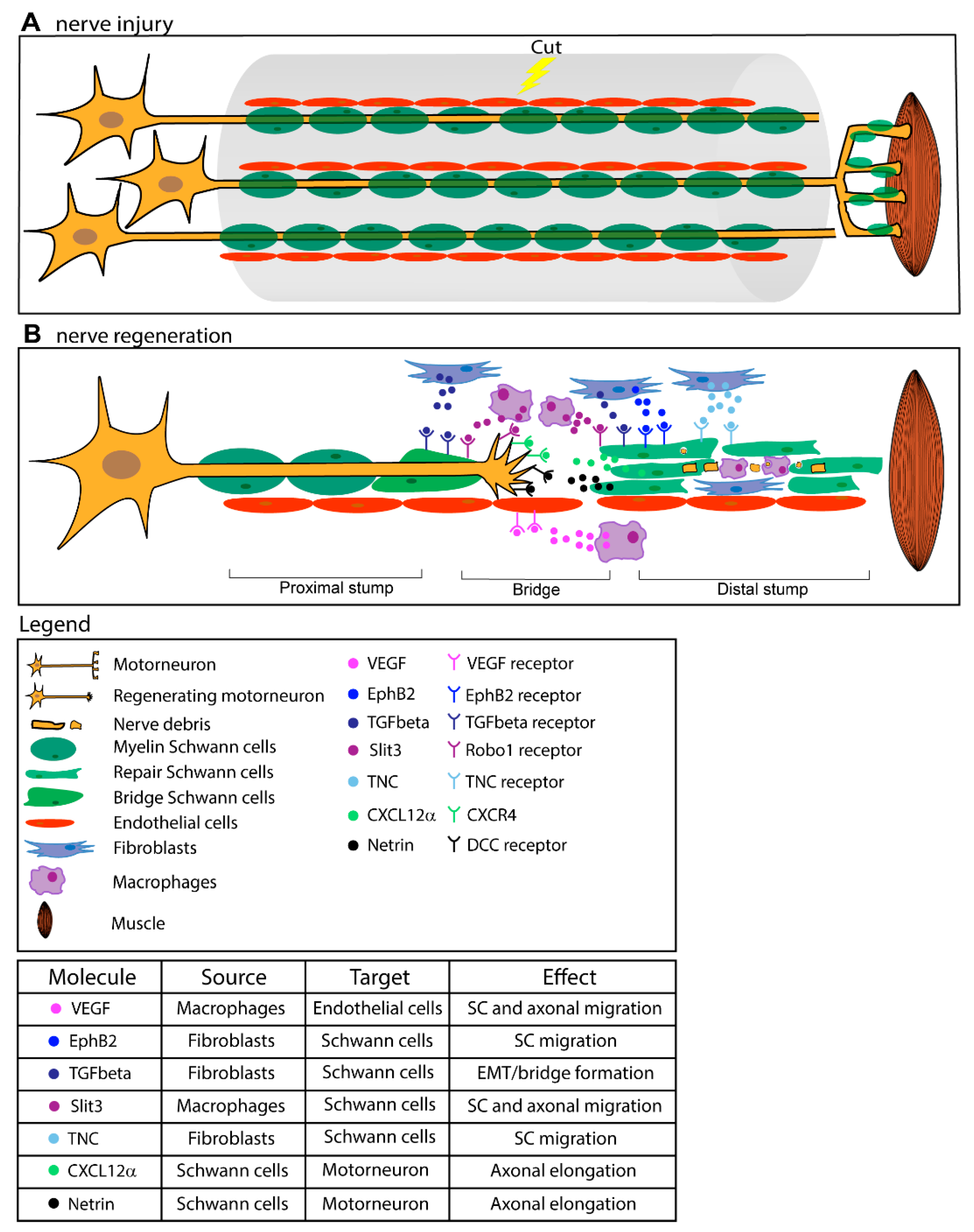 Cells 09 01768 g001 Cells 09 01768 g001