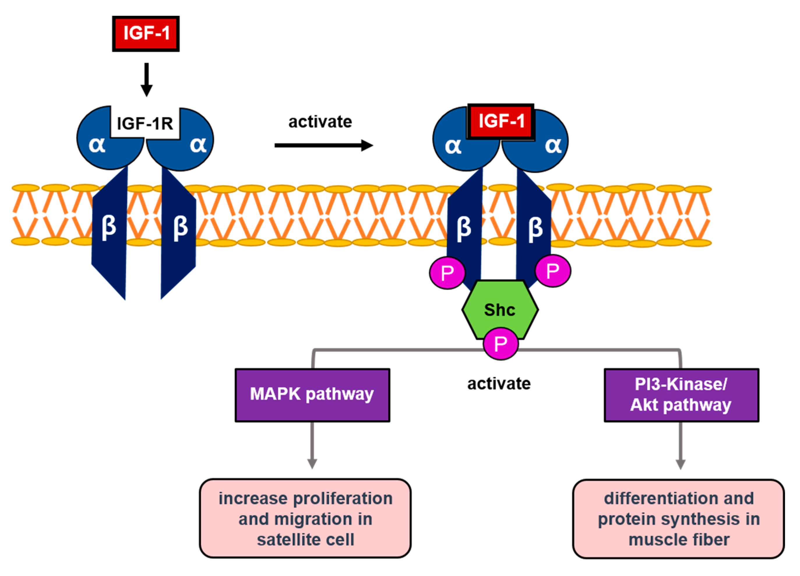 Cells 09 01773 g002 Cells 09 01773 g002