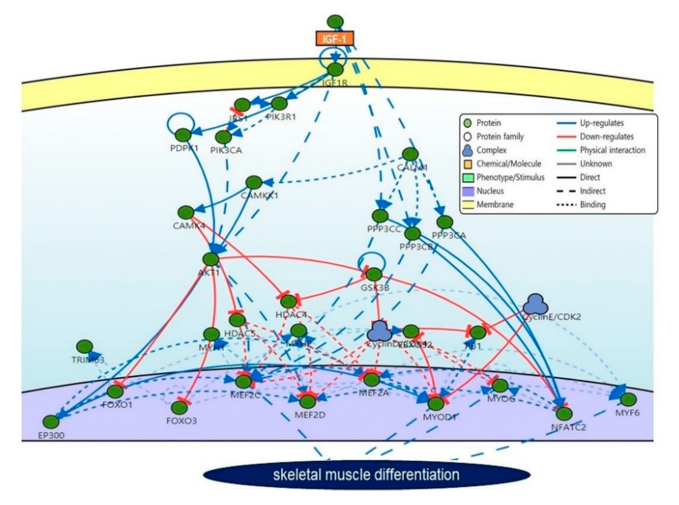 Cells 09 01773 g004 Cells 09 01773 g004
