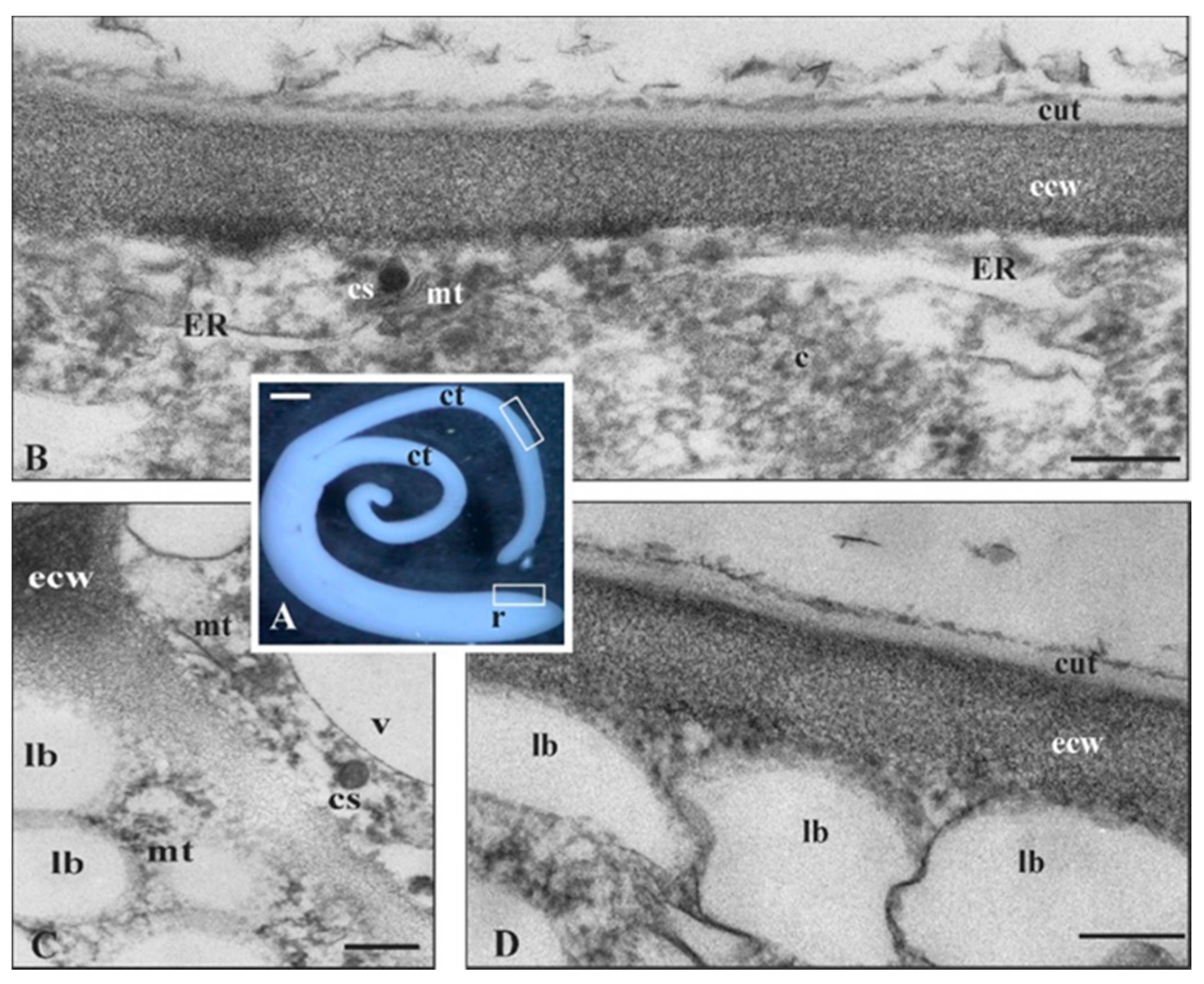 Cells 09 01778 g003 Cells 09 01778 g003