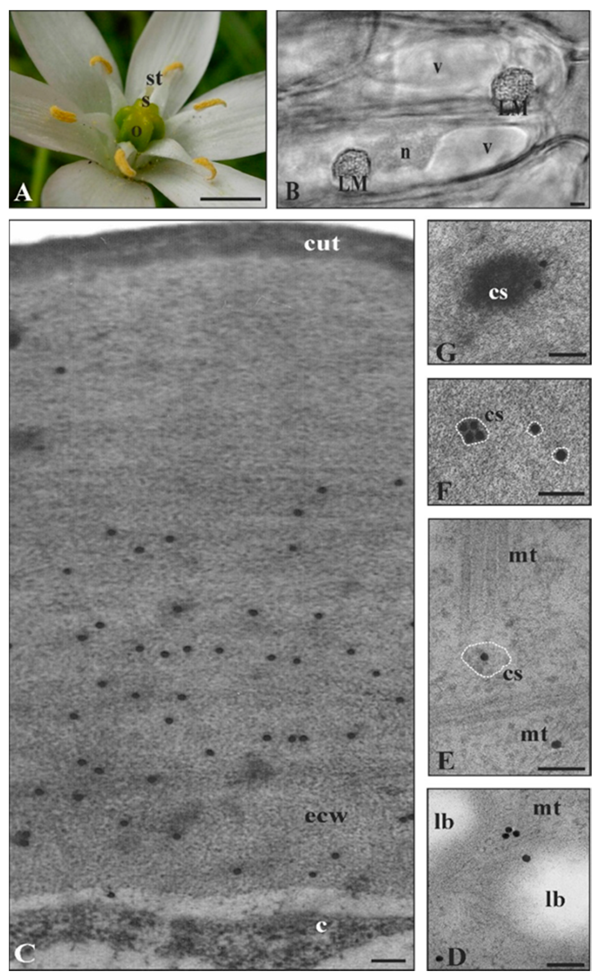 Cells 09 01778 g005 Cells 09 01778 g005