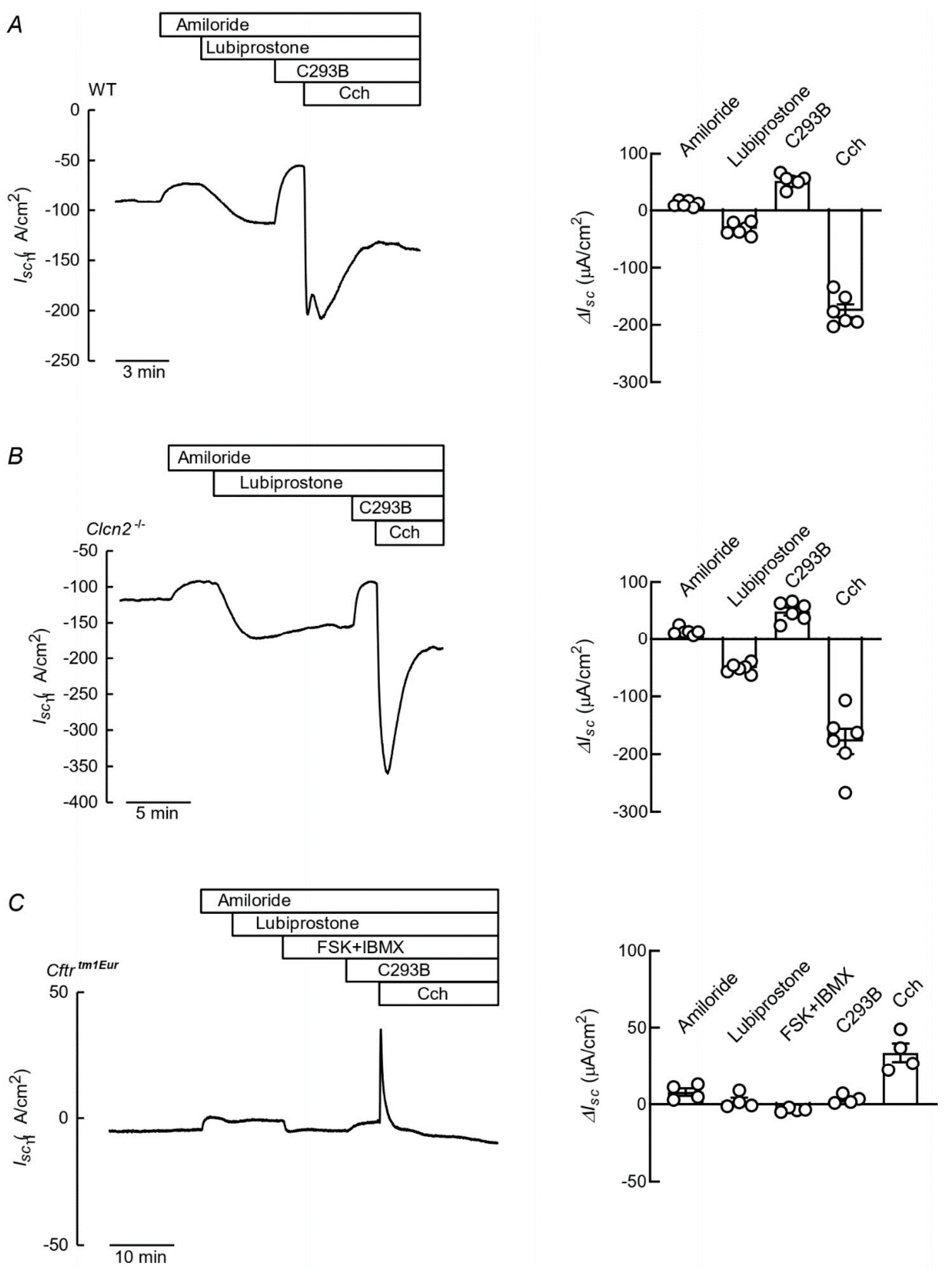 Cells 09 01781 g003 Cells 09 01781 g003