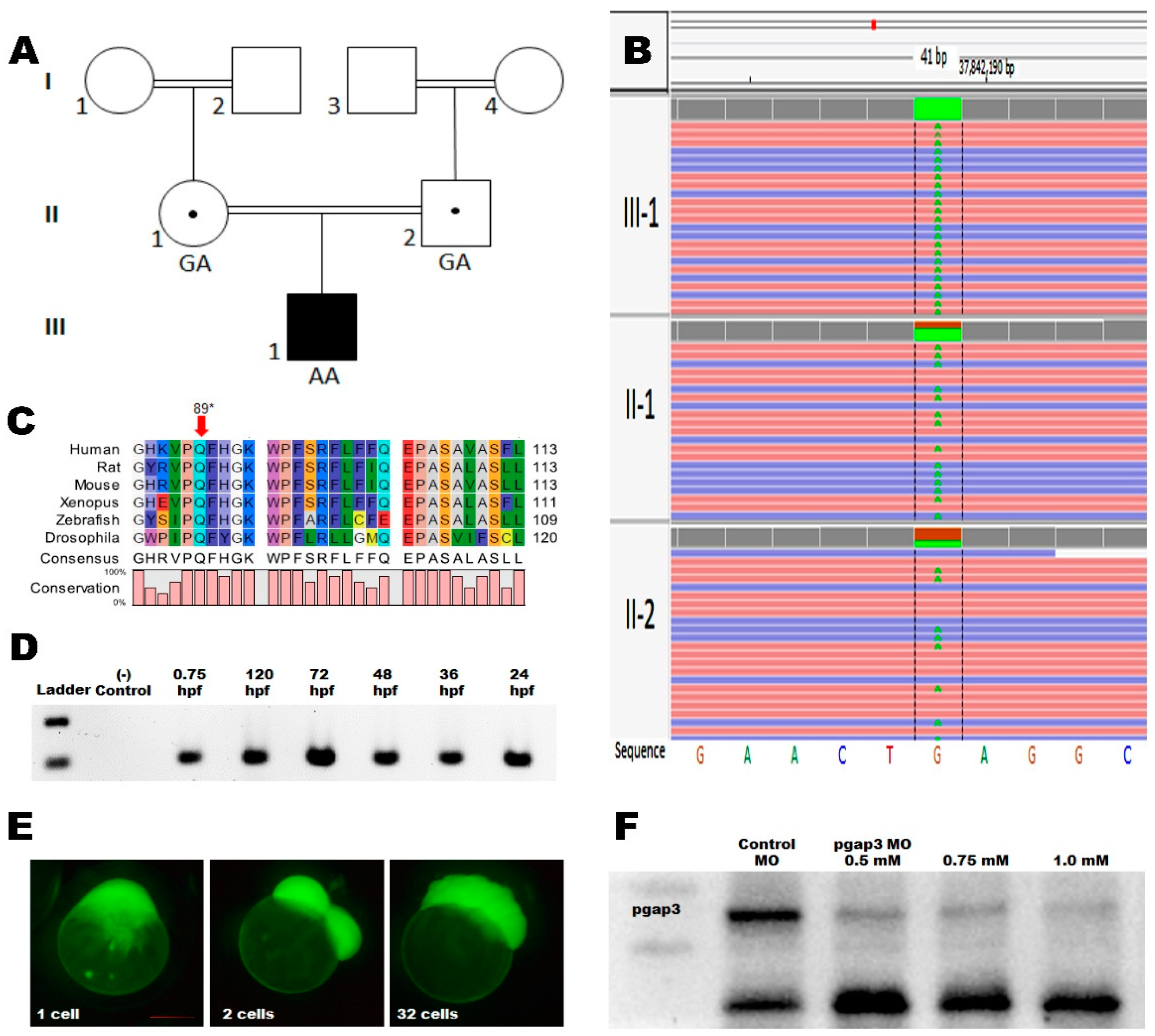 Cells 09 01782 g002 Cells 09 01782 g002