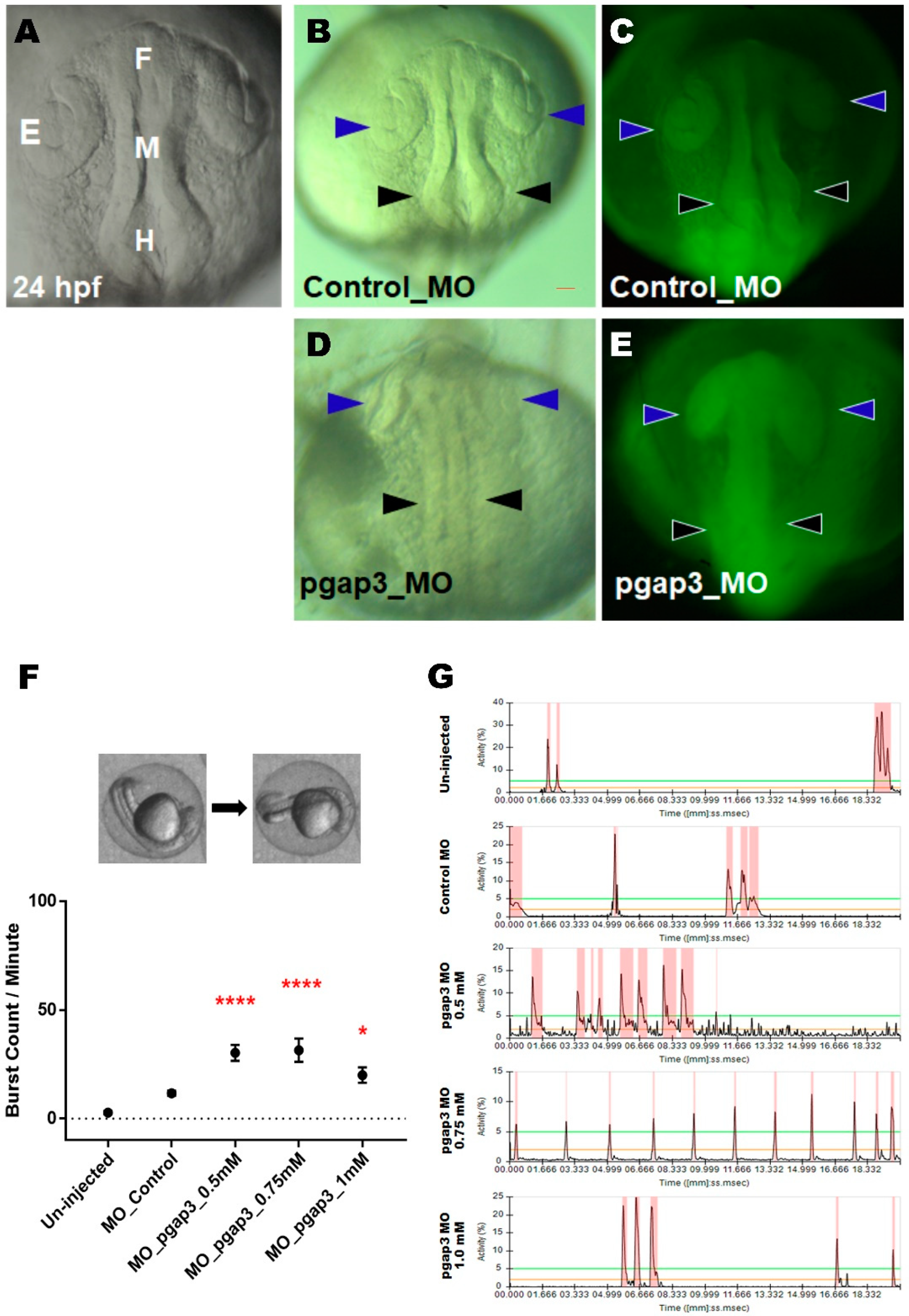 Cells 09 01782 g003 Cells 09 01782 g003