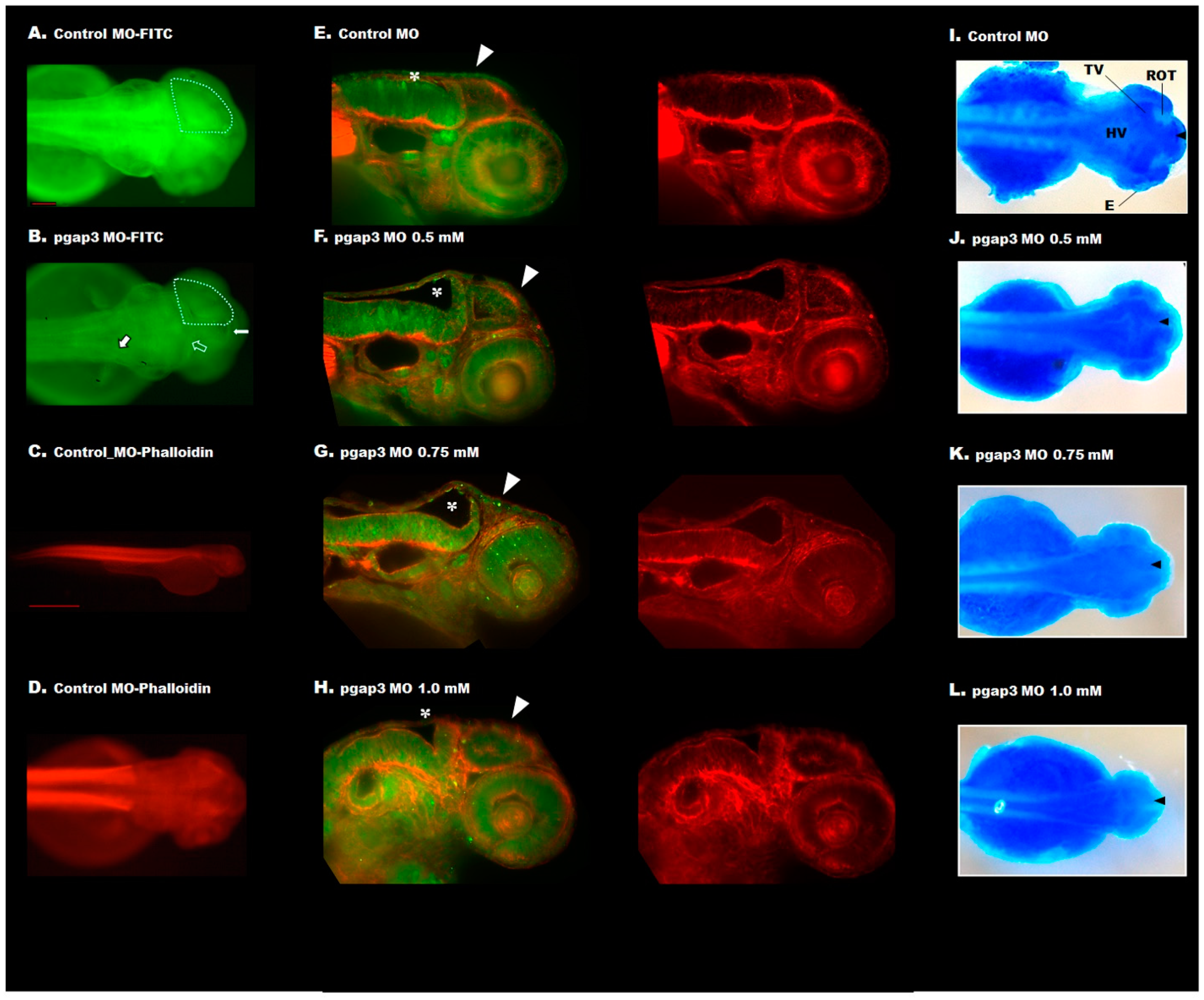 Cells 09 01782 g005 Cells 09 01782 g005