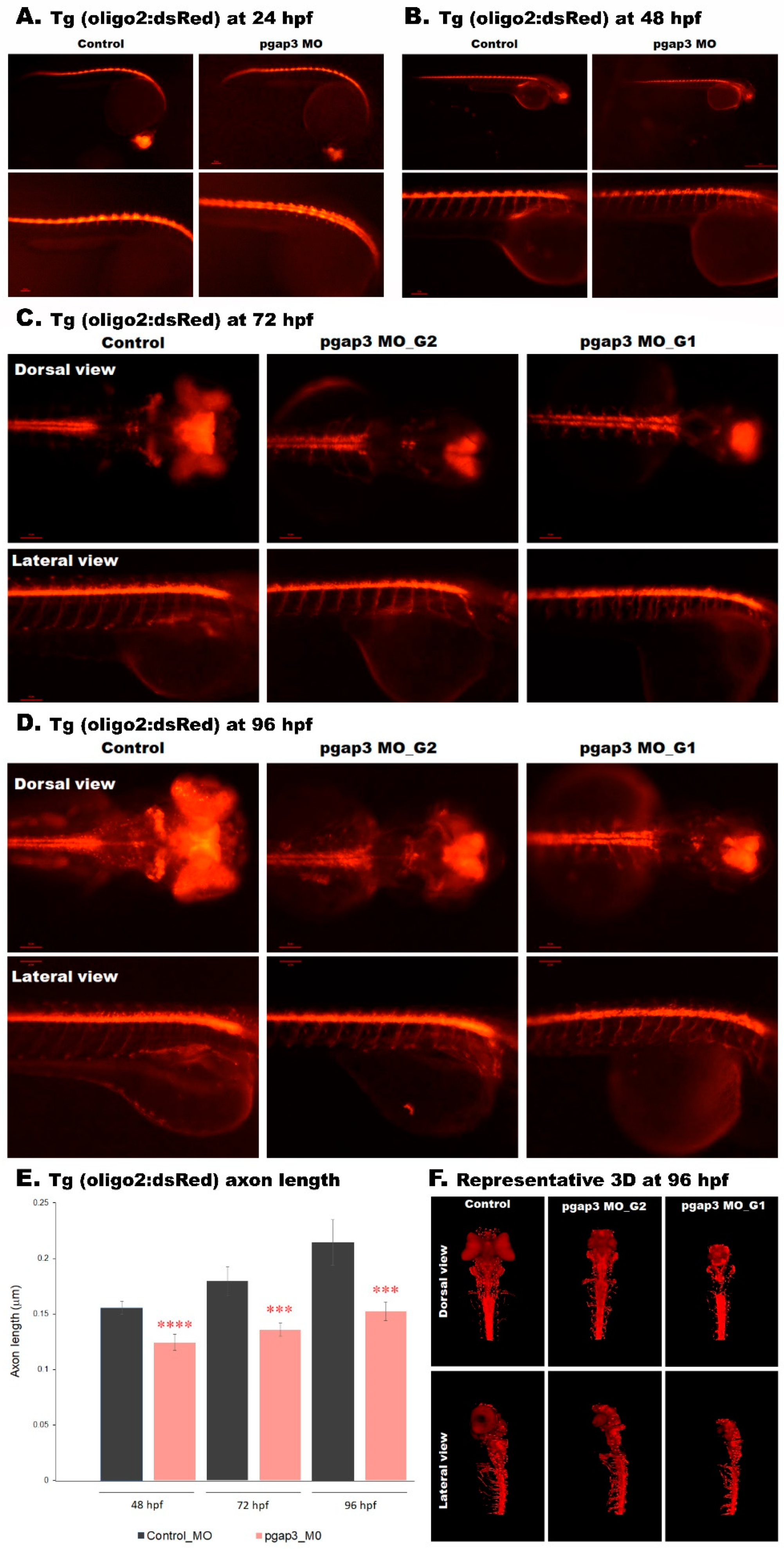 Cells 09 01782 g008 Cells 09 01782 g008