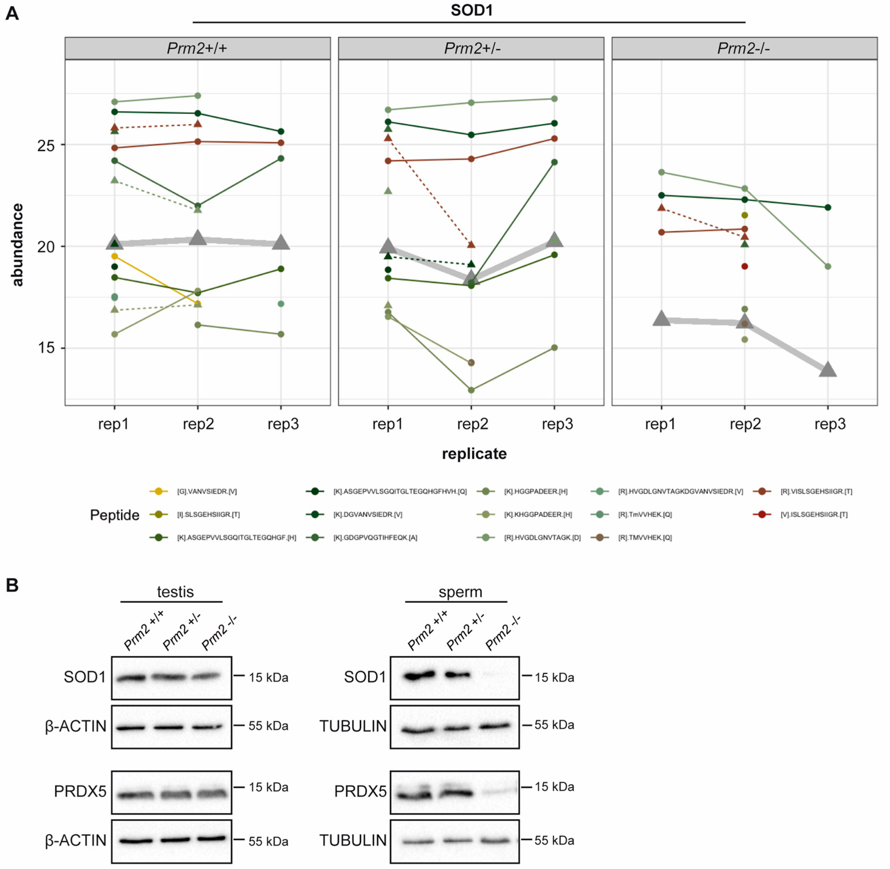 Cells 09 01789 g003 Cells 09 01789 g003