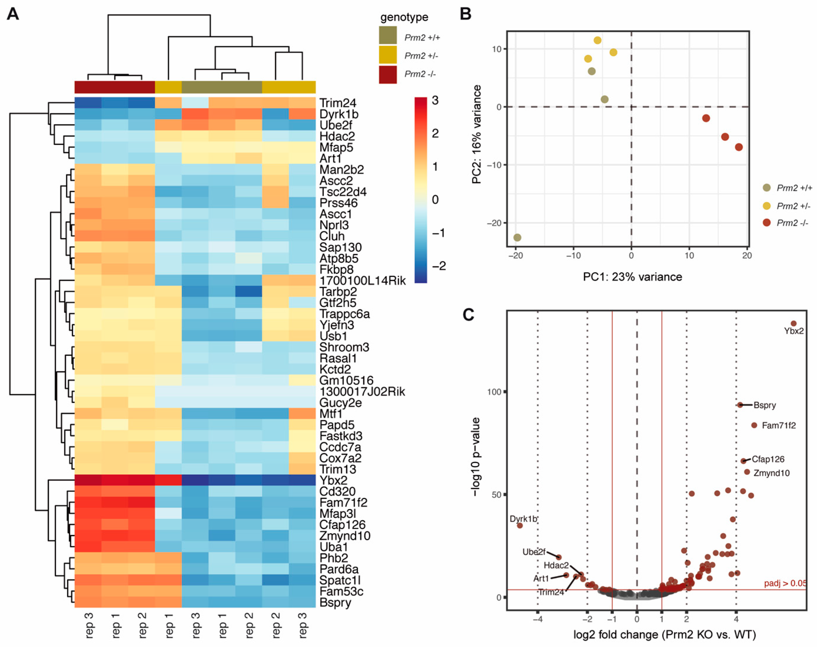 Cells 09 01789 g006 Cells 09 01789 g006