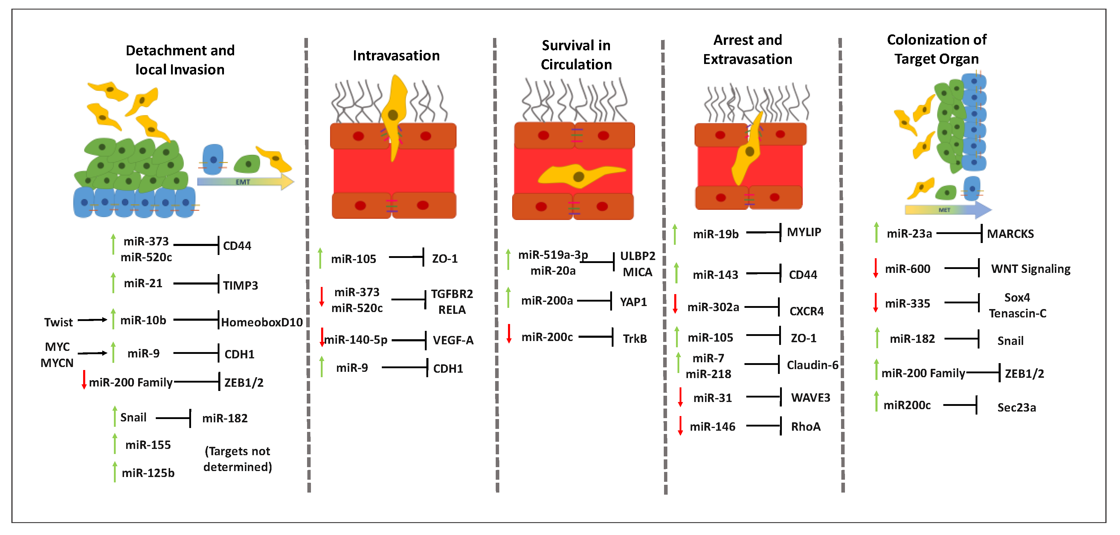 Cells 09 01790 g001 Cells 09 01790 g001