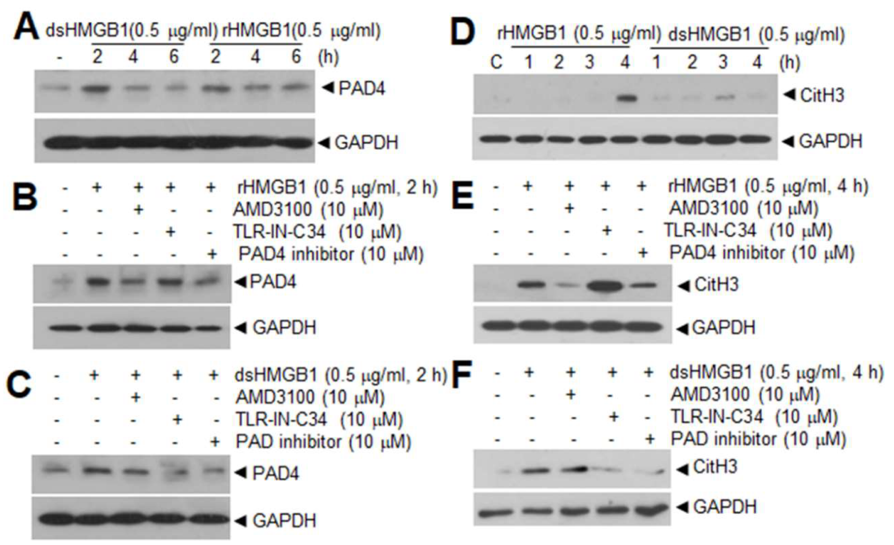 Cells 09 01794 g002 Cells 09 01794 g002