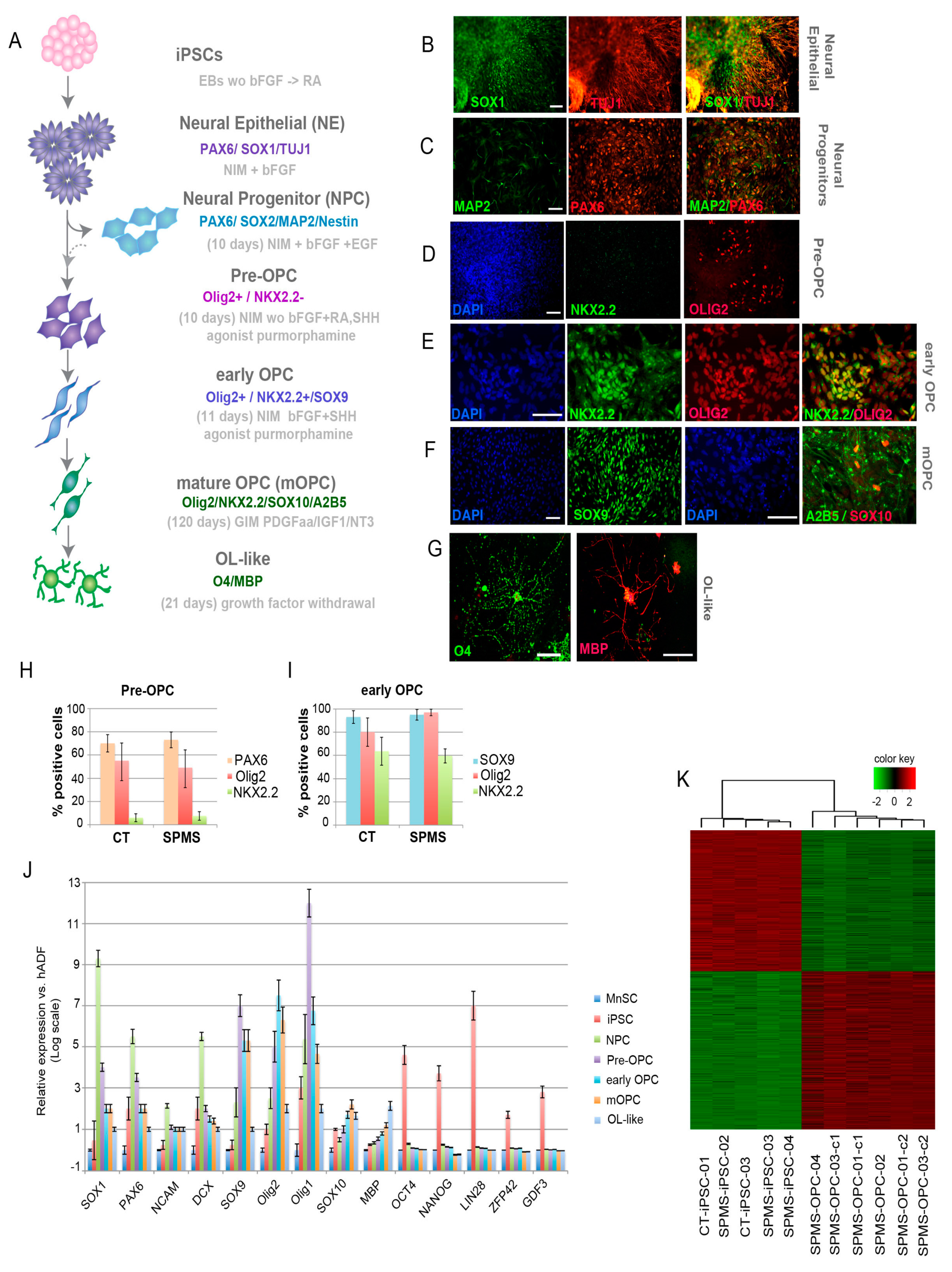 Cells 09 01803 g002 Cells 09 01803 g002