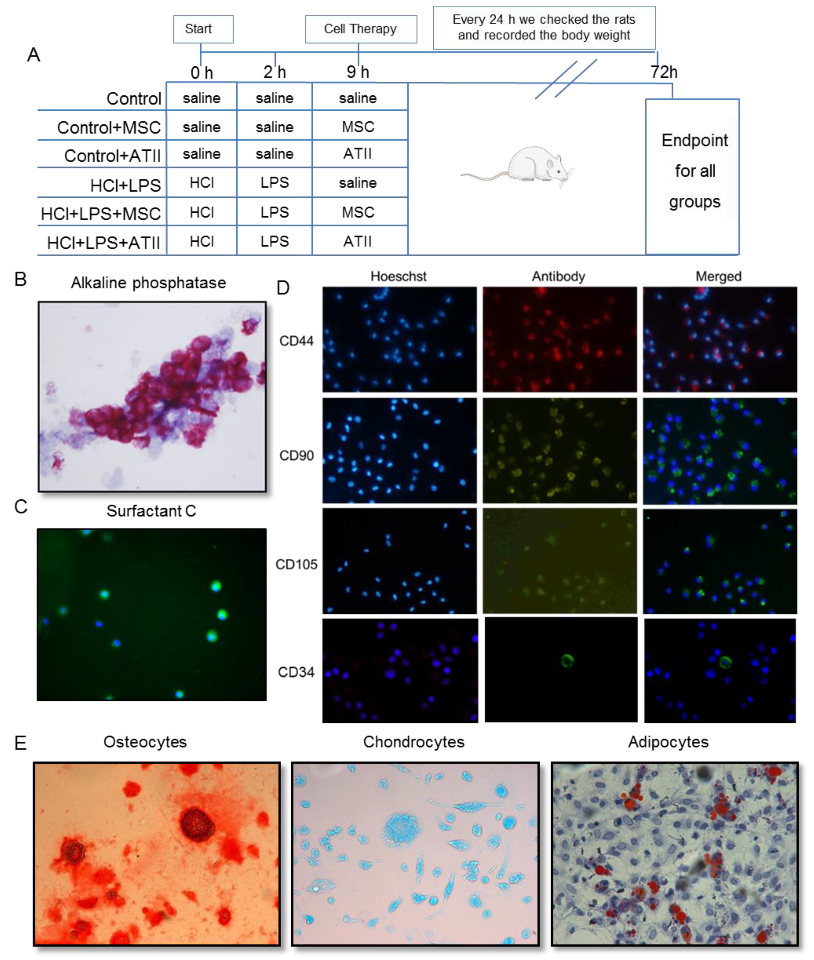 Cells 09 01816 g001 Cells 09 01816 g001