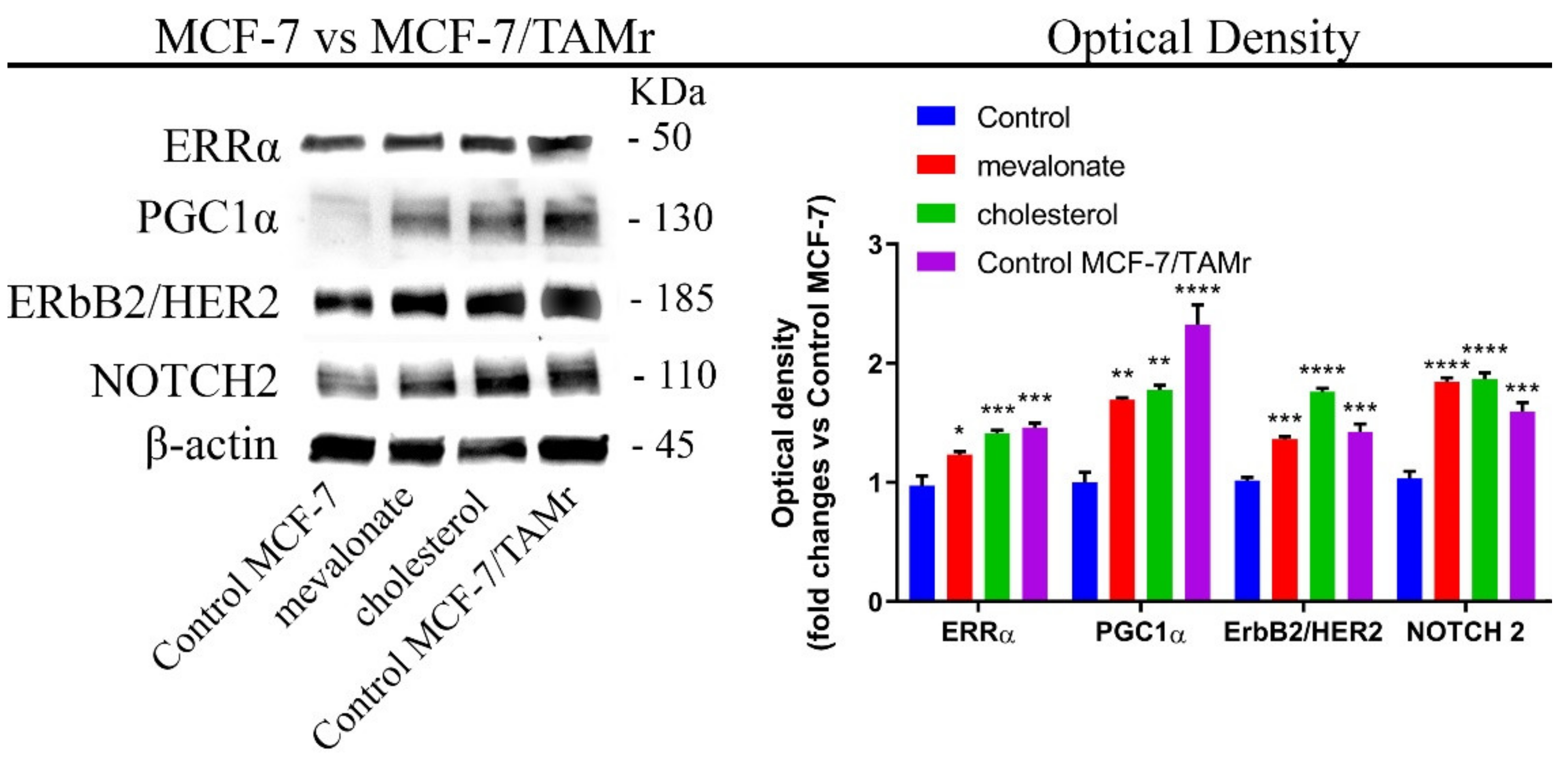 Cells 09 01819 g002 Cells 09 01819 g002
