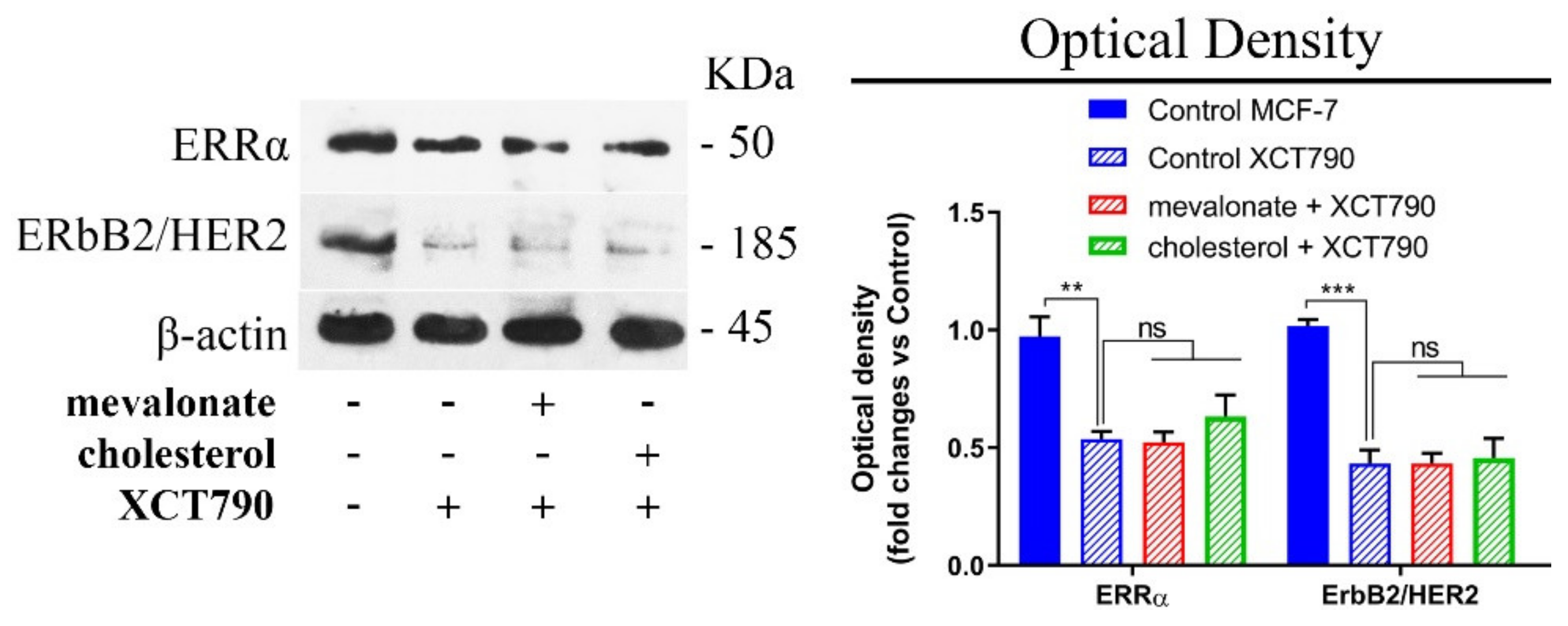 Cells 09 01819 g003 Cells 09 01819 g003