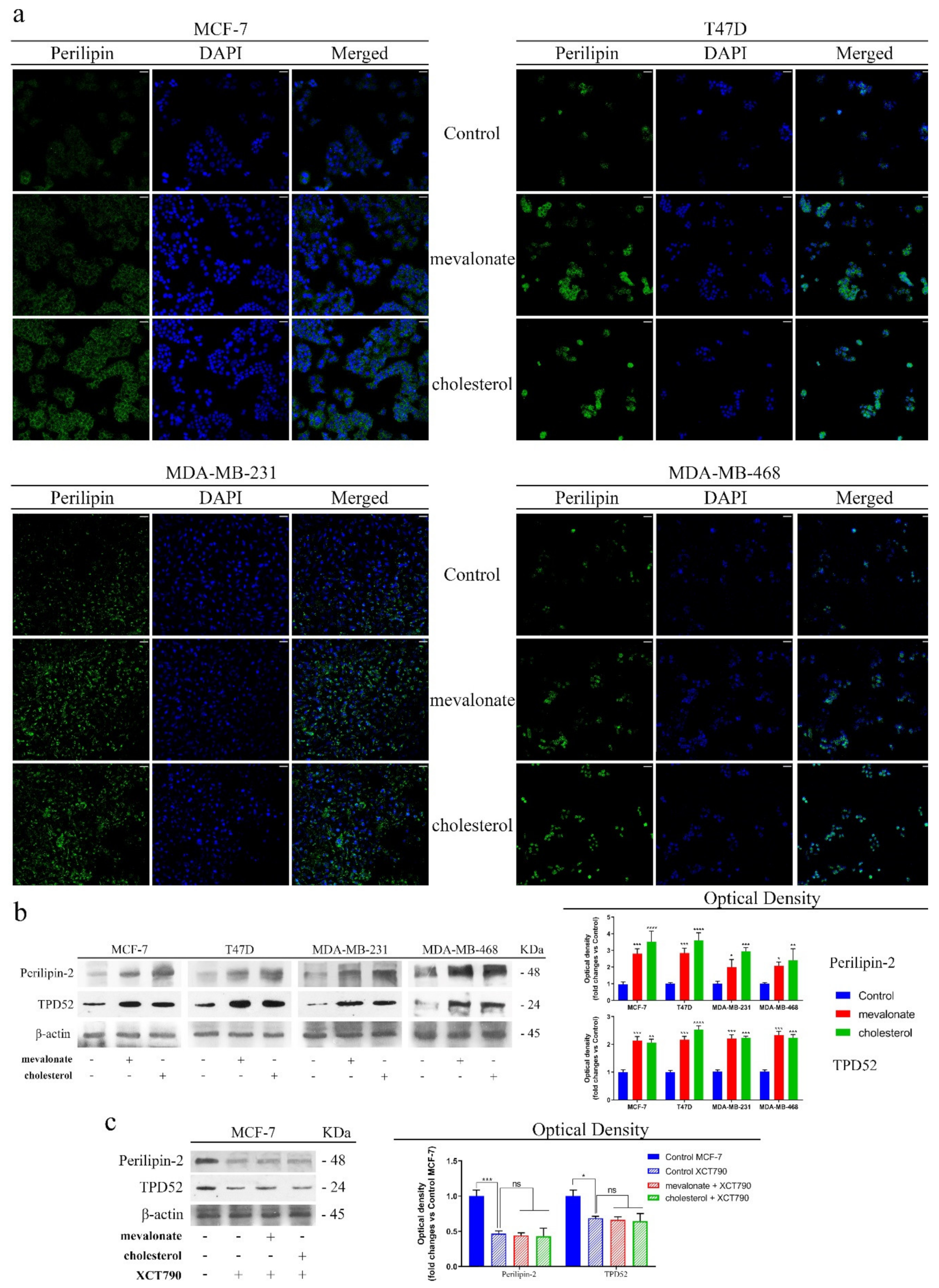 Cells 09 01819 g012 Cells 09 01819 g012