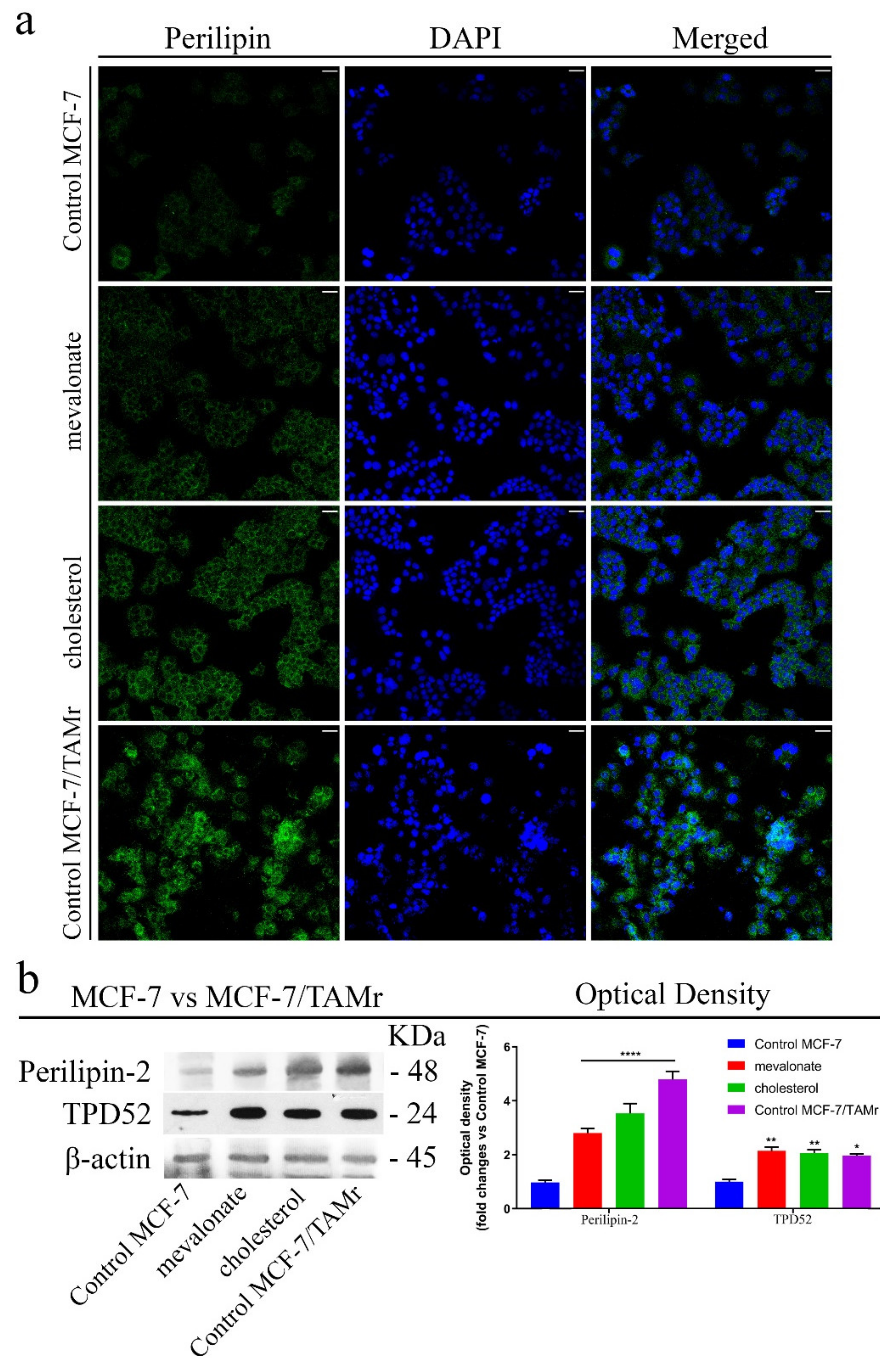 Cells 09 01819 g013 Cells 09 01819 g013
