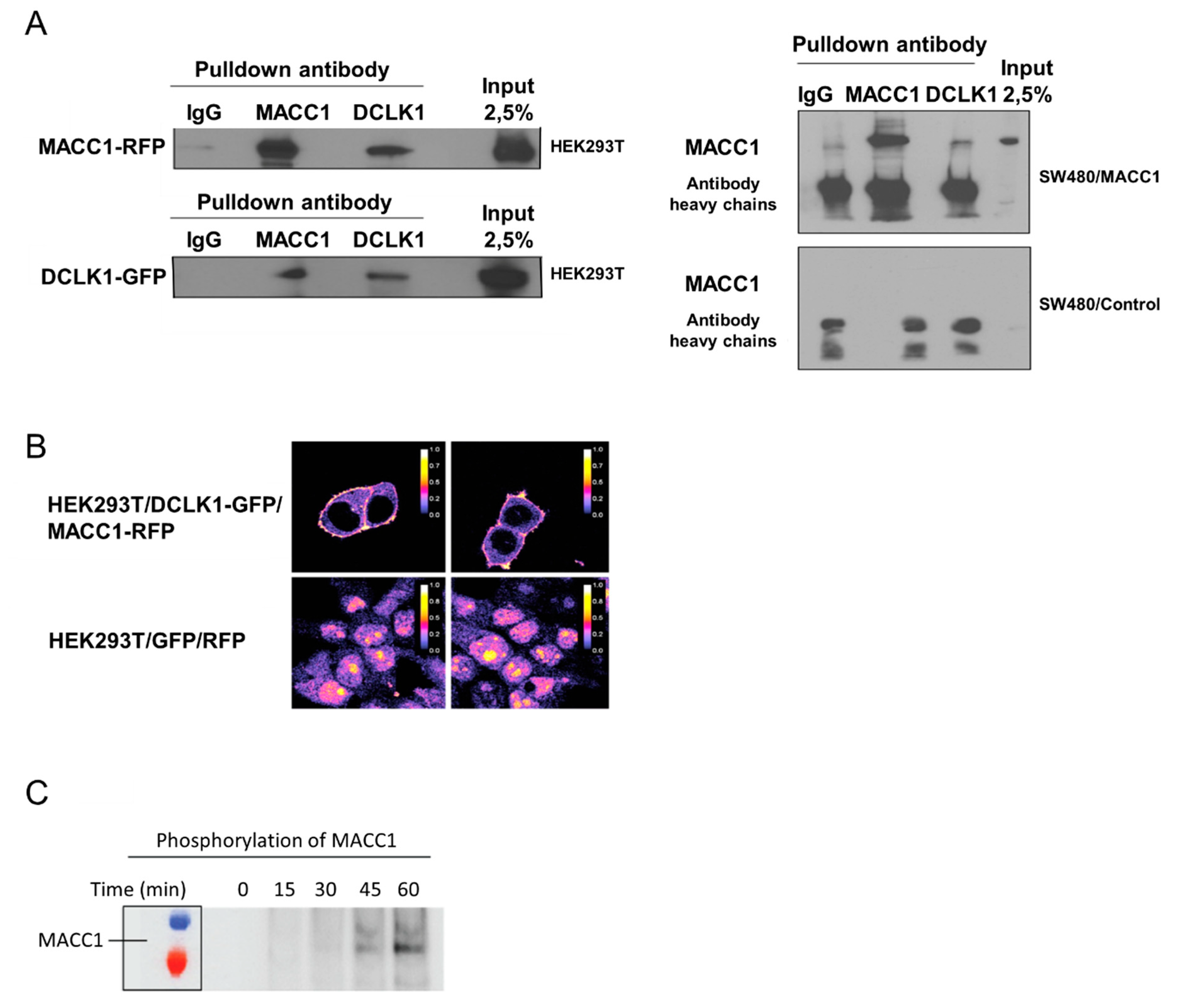 Cells 09 01829 g005 Cells 09 01829 g005