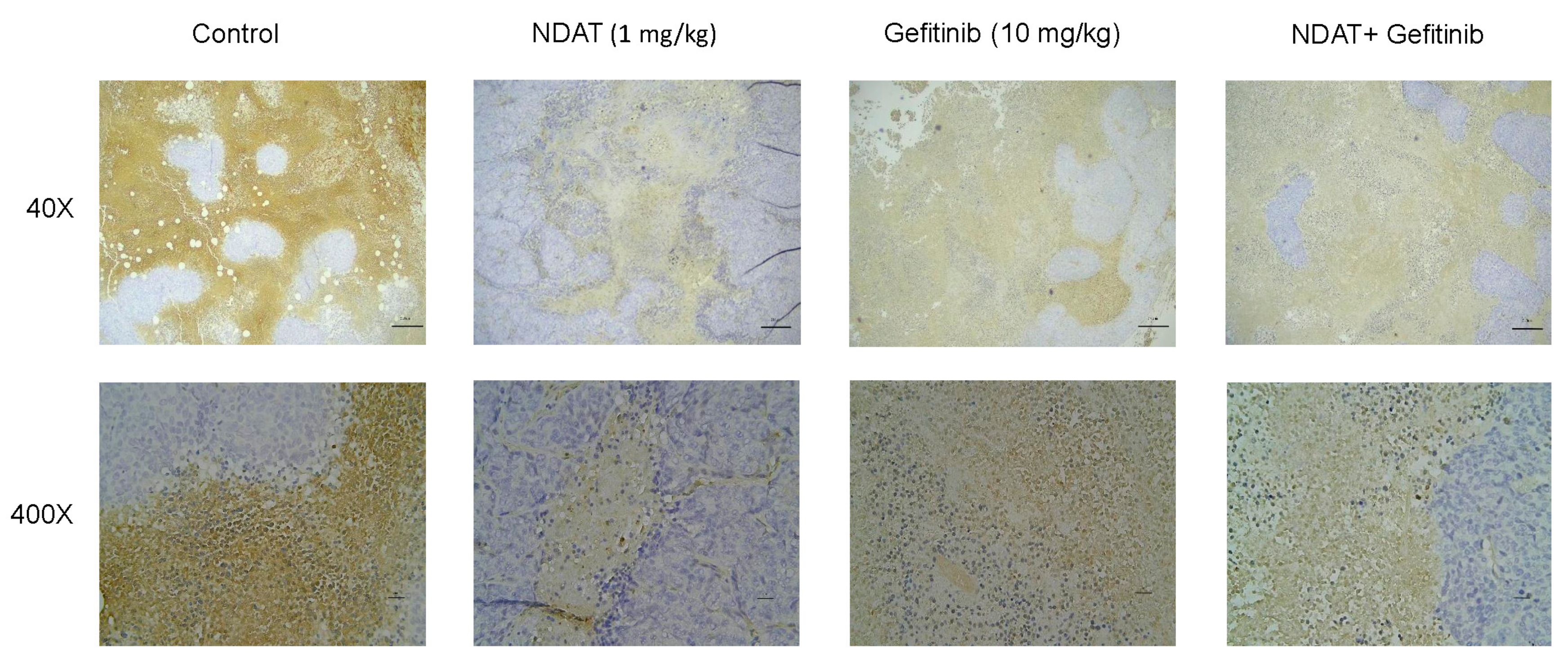Cells 09 01830 g005 Cells 09 01830 g005