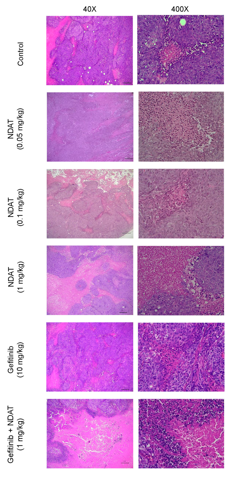Cells 09 01830 g006 Cells 09 01830 g006