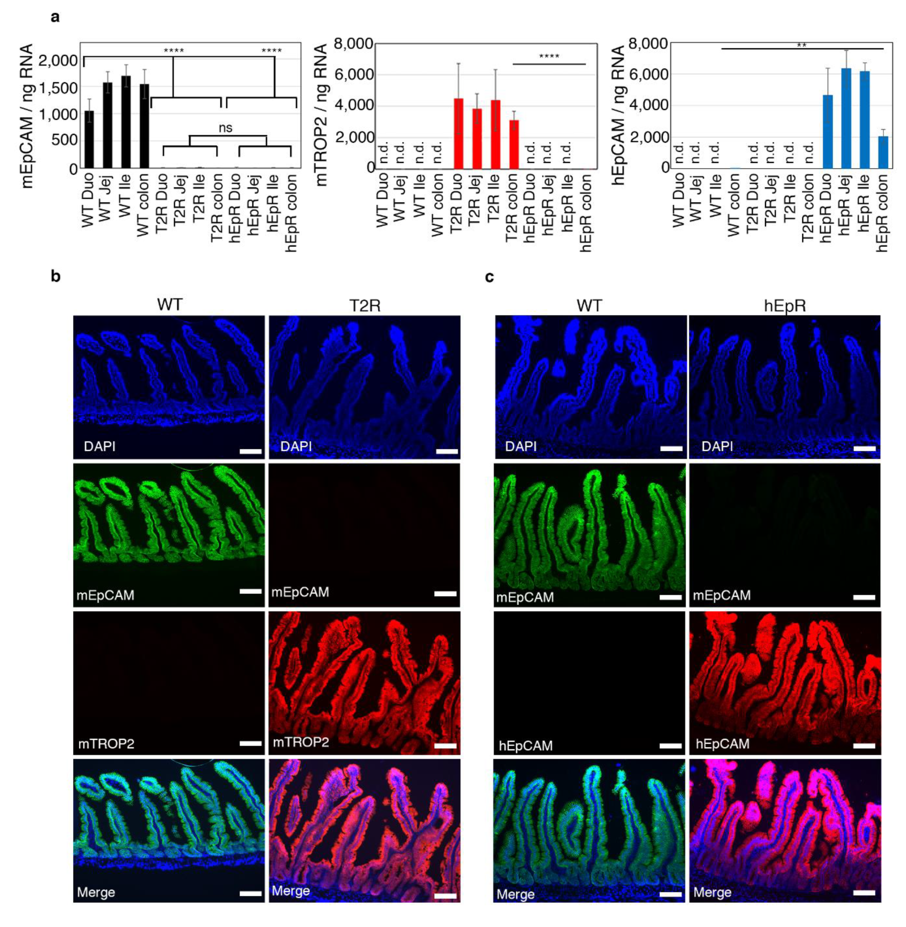 Cells 09 01847 g001 Cells 09 01847 g001