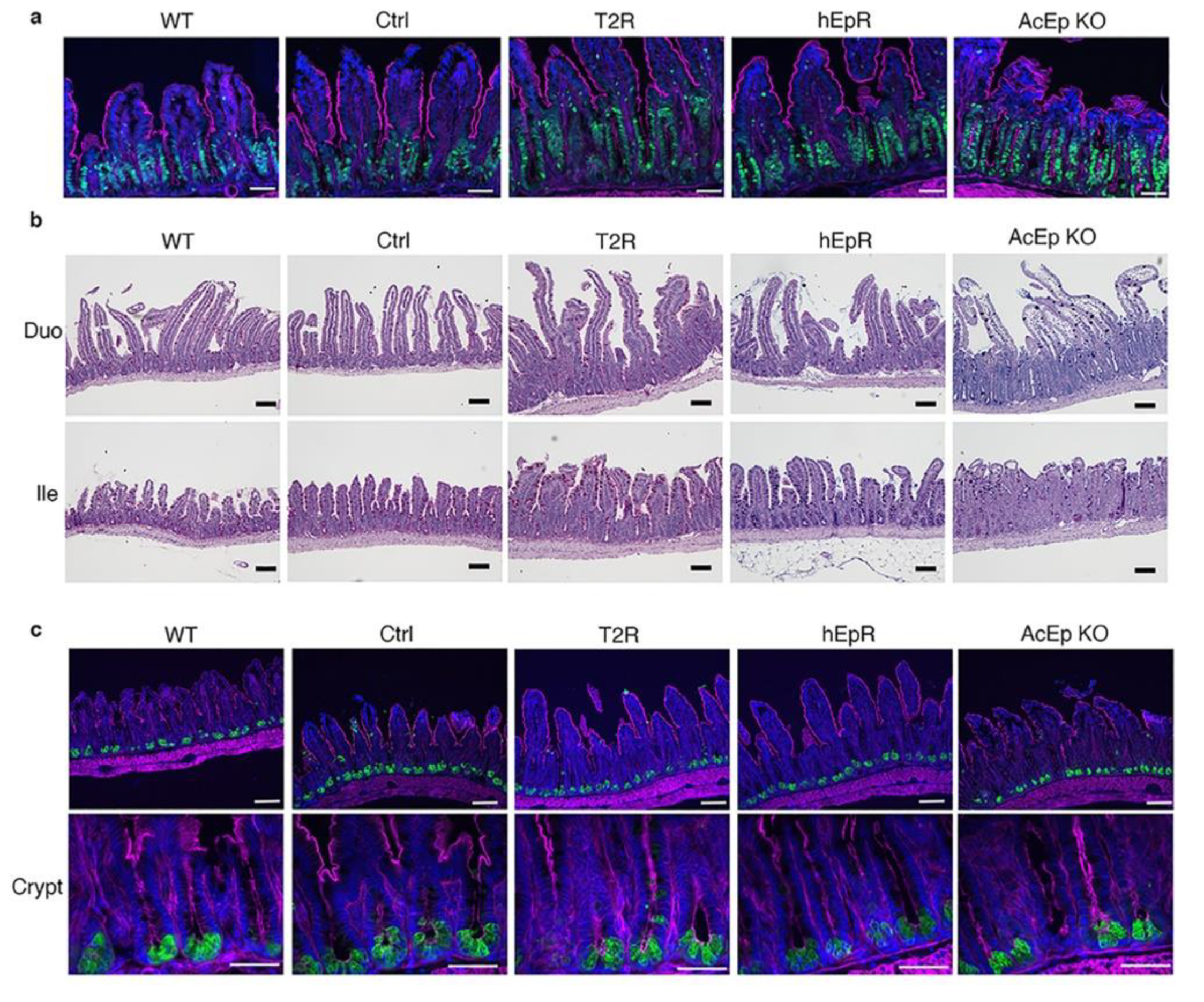 Cells 09 01847 g004 Cells 09 01847 g004