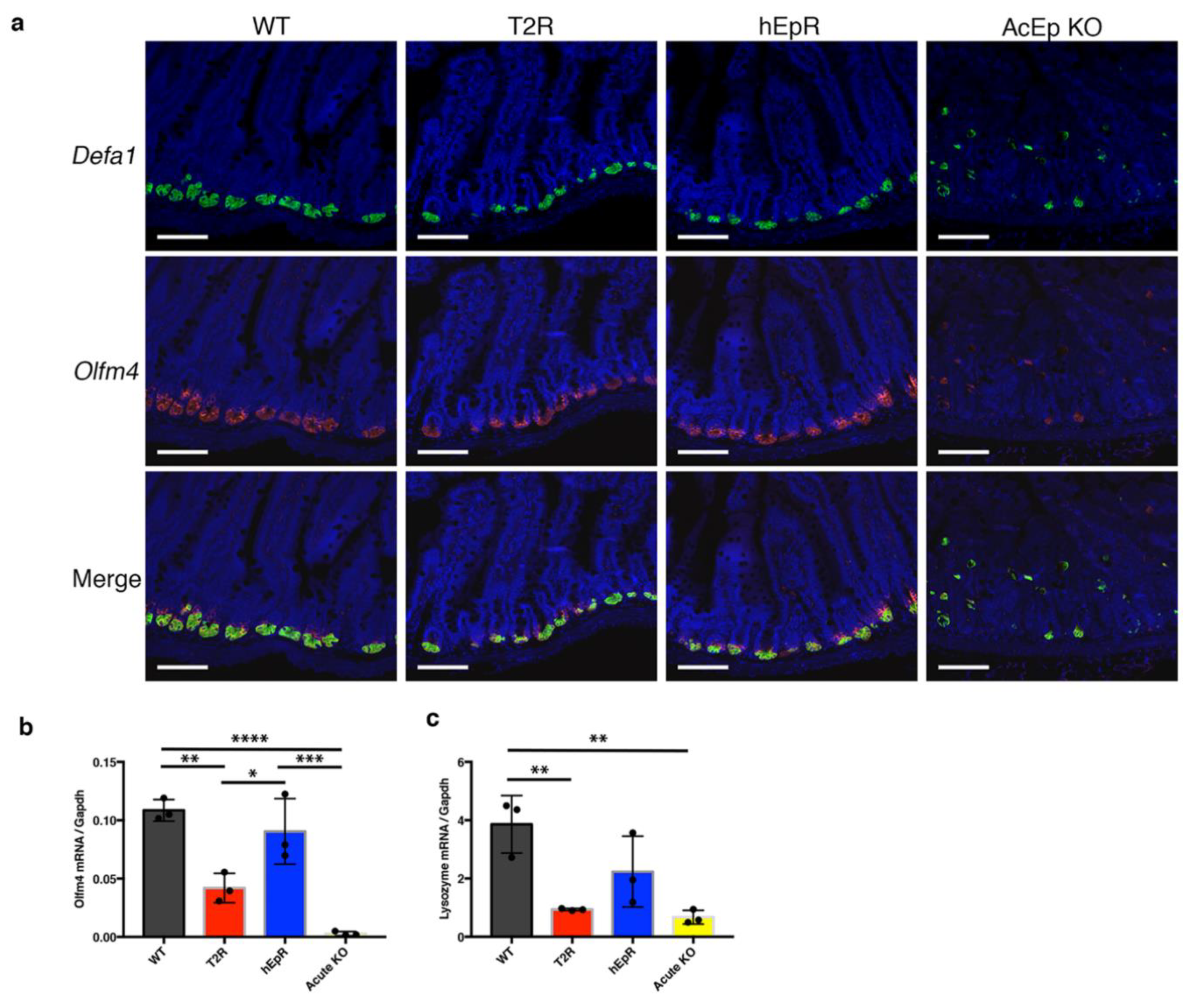 Cells 09 01847 g005 Cells 09 01847 g005