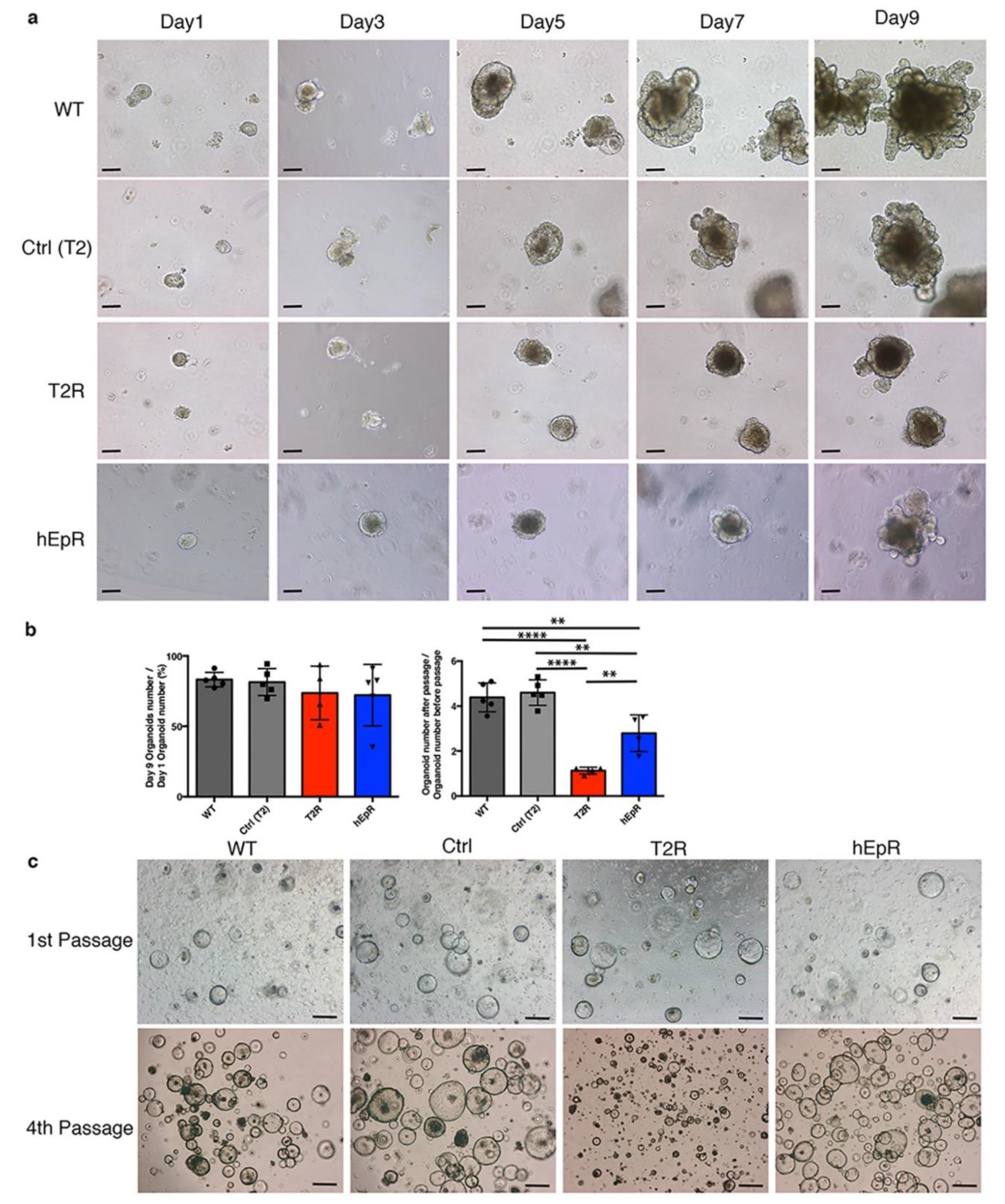 Cells 09 01847 g006 Cells 09 01847 g006