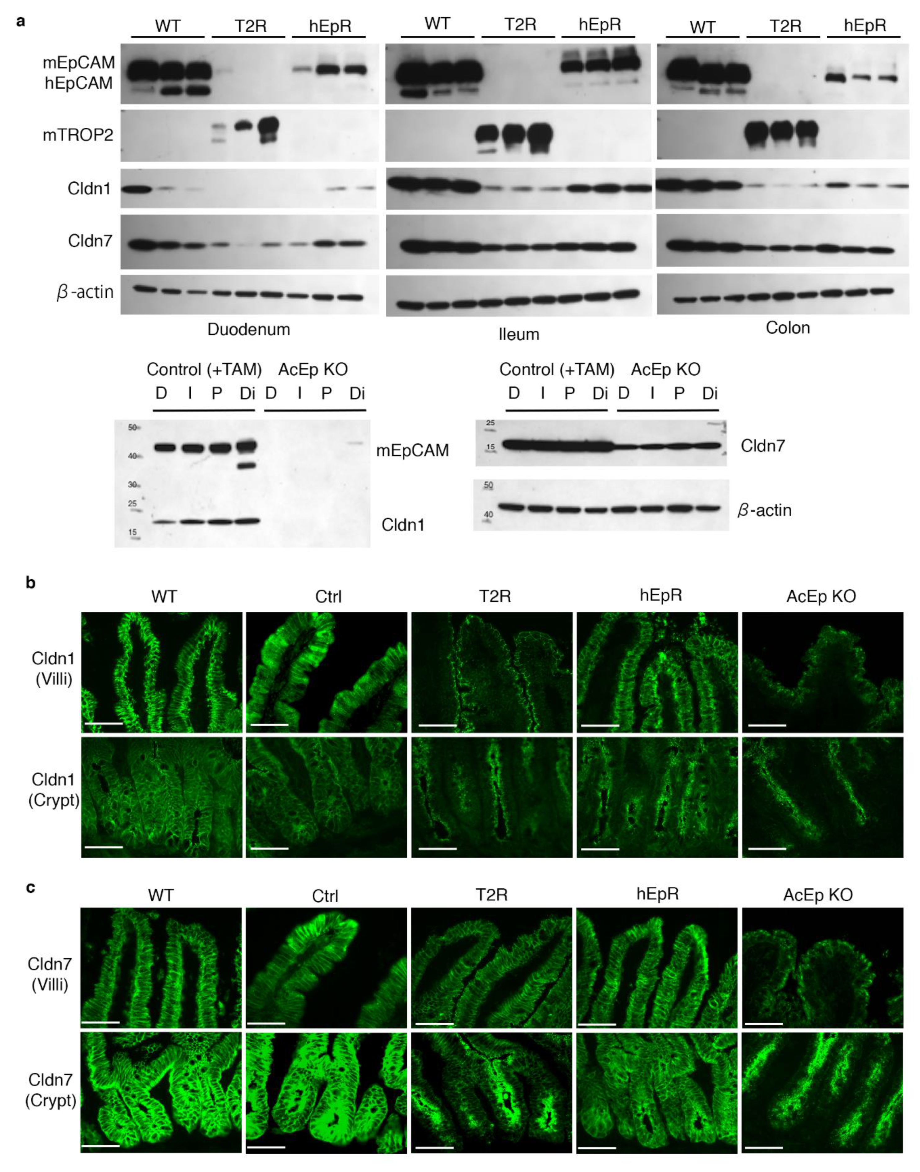 Cells 09 01847 g007 Cells 09 01847 g007