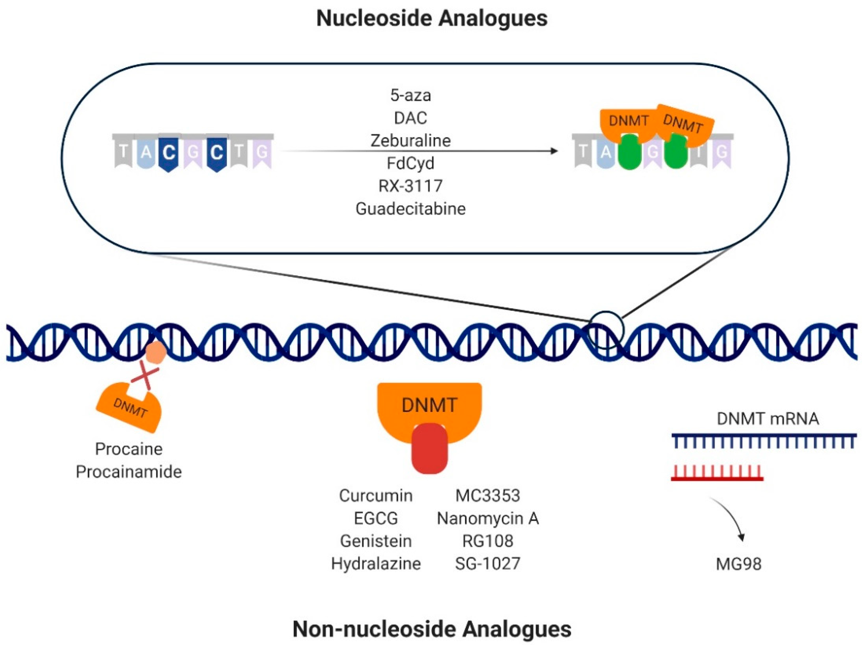 Cells 09 01850 g003 Cells 09 01850 g003