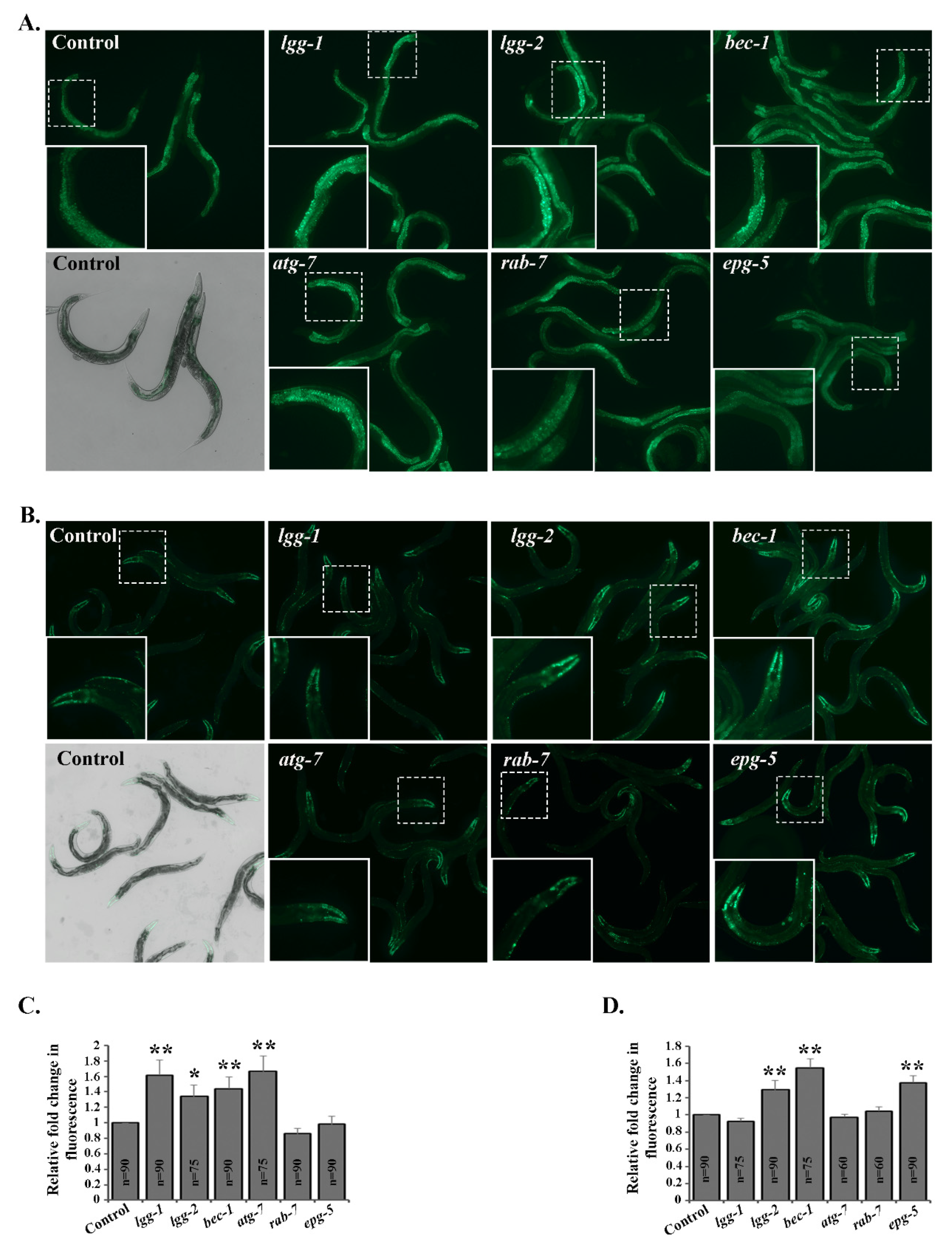Cells 09 01858 g001 Cells 09 01858 g001