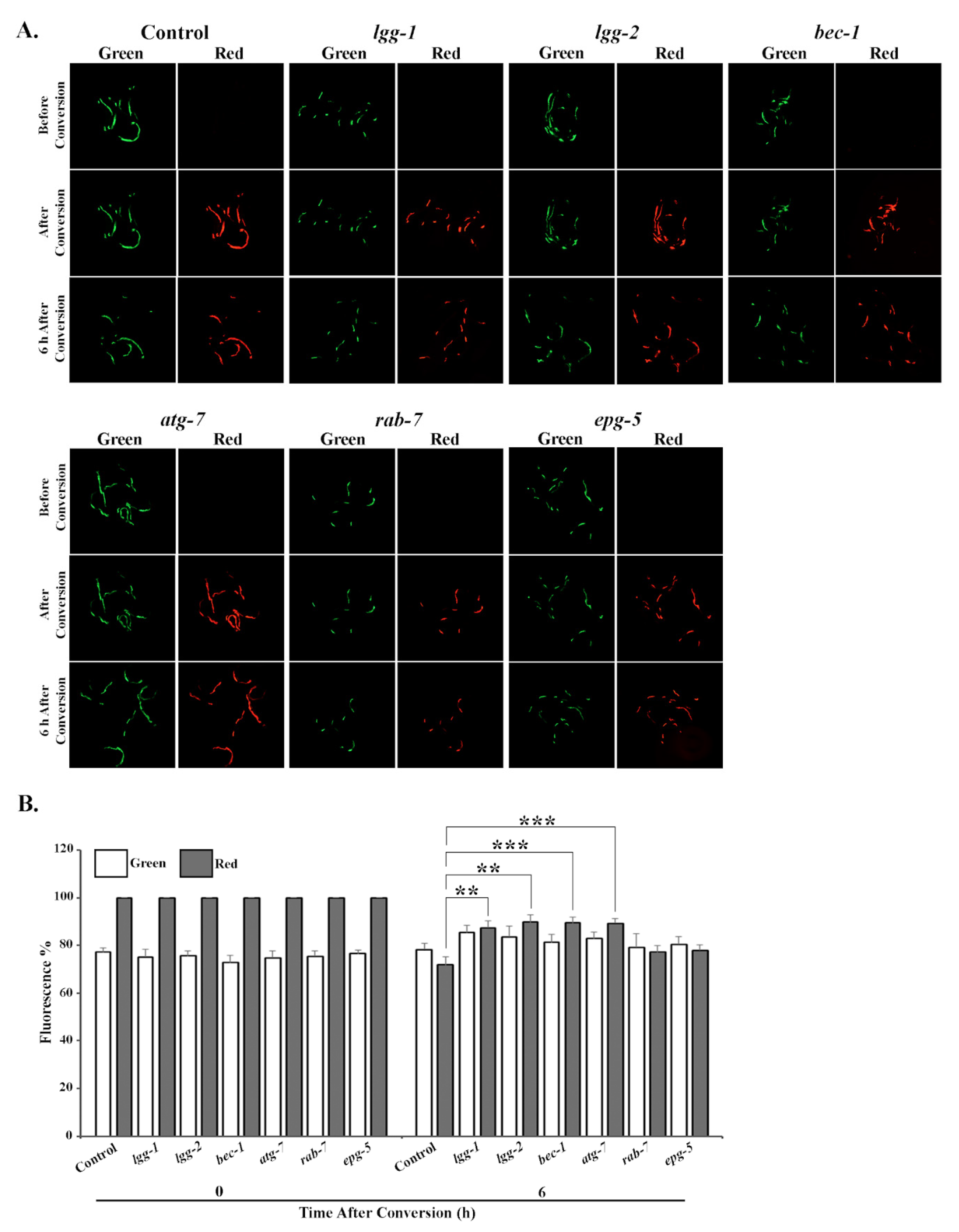Cells 09 01858 g002 Cells 09 01858 g002
