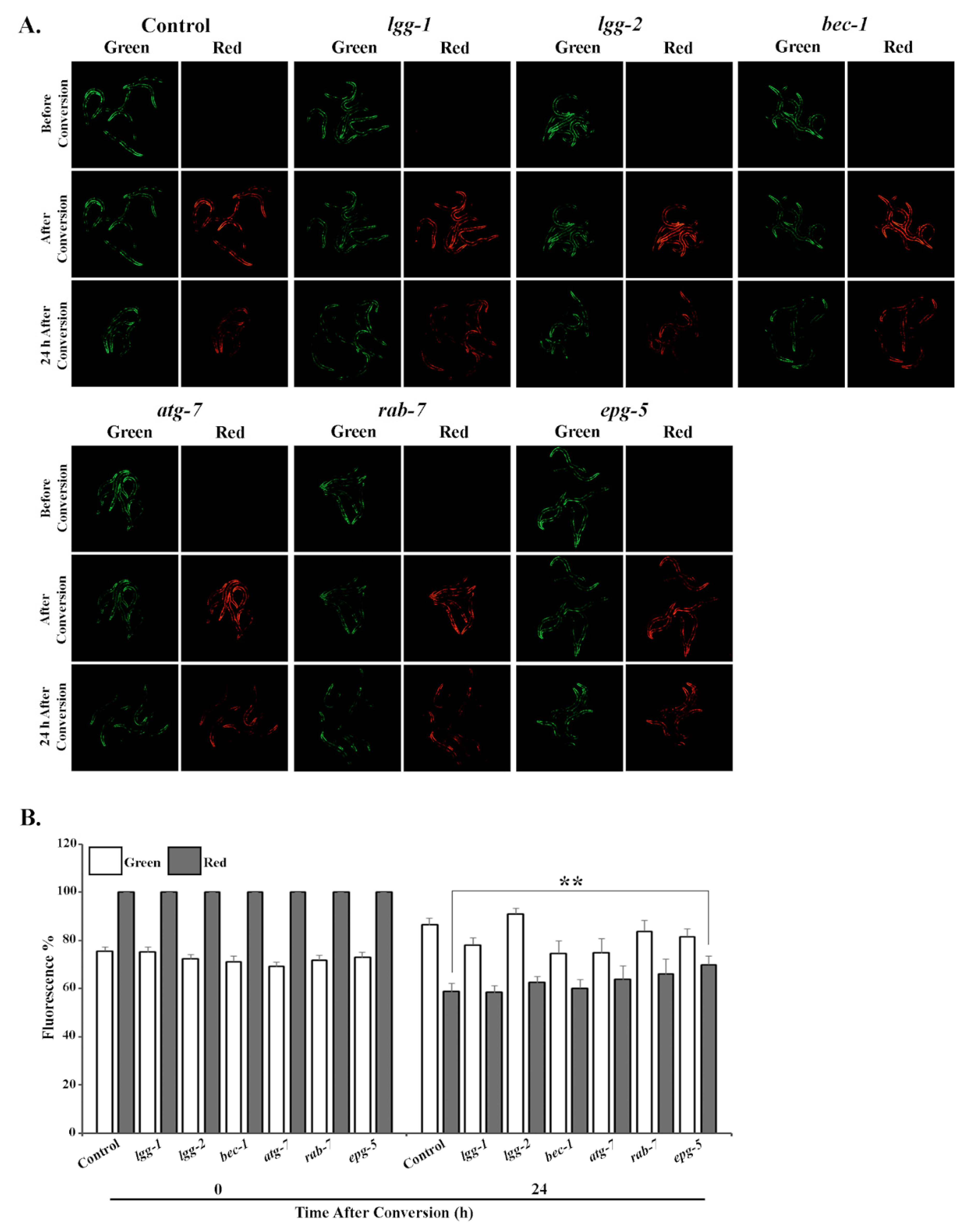 Cells 09 01858 g003 Cells 09 01858 g003