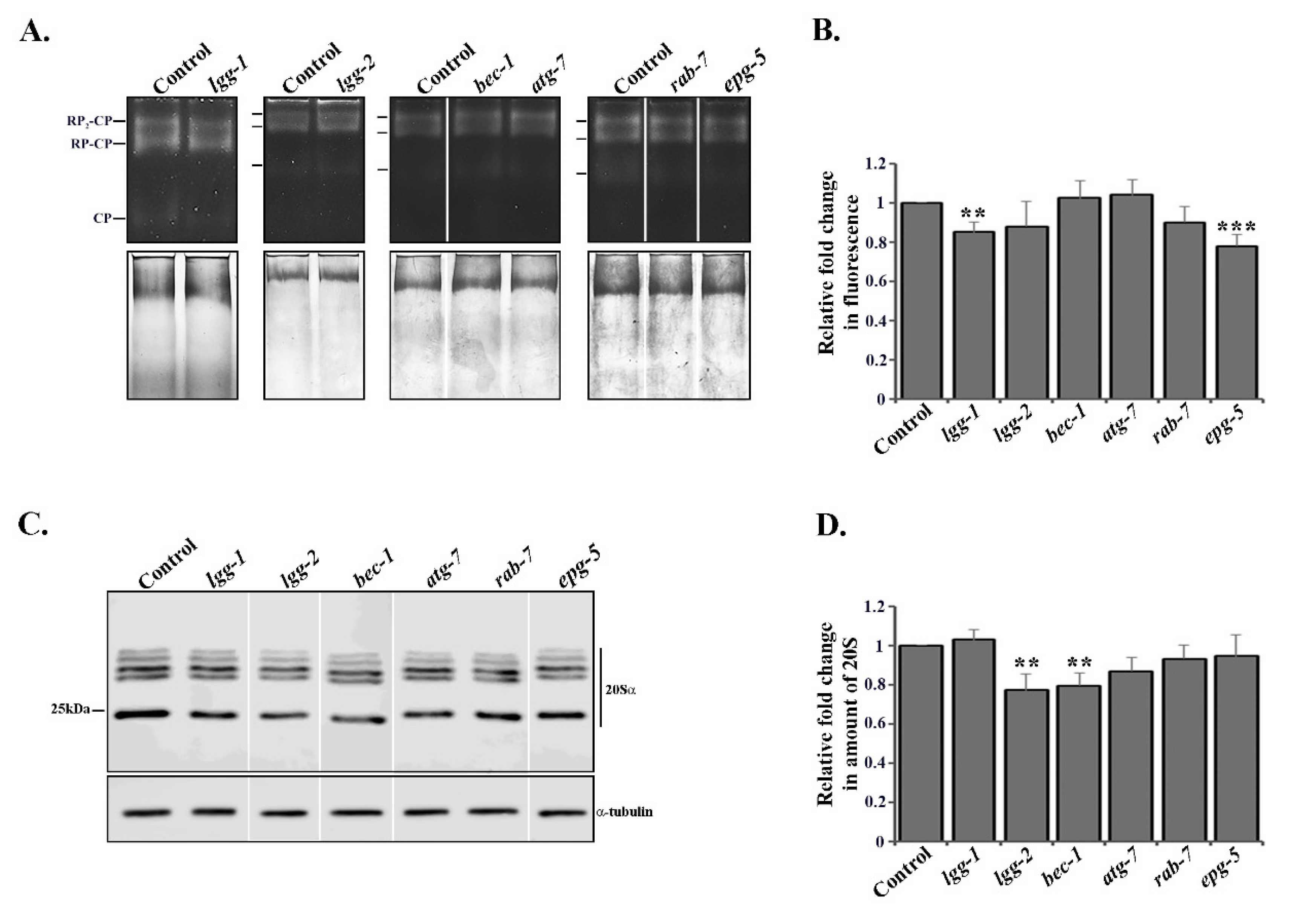 Cells 09 01858 g005 Cells 09 01858 g005