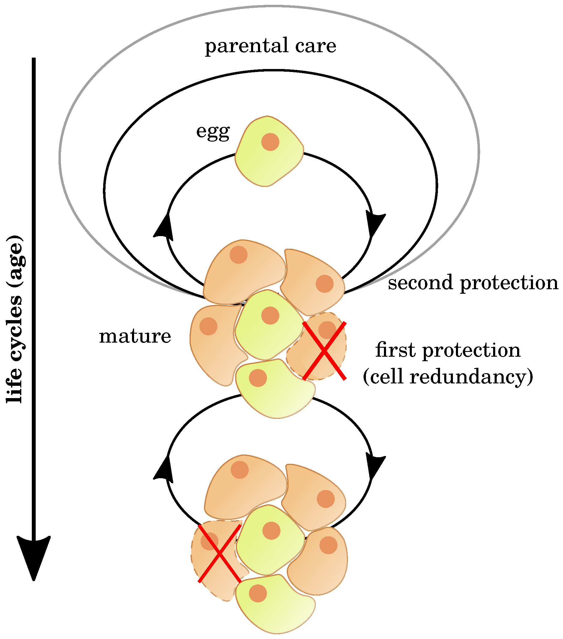 Cells 09 01862 g001