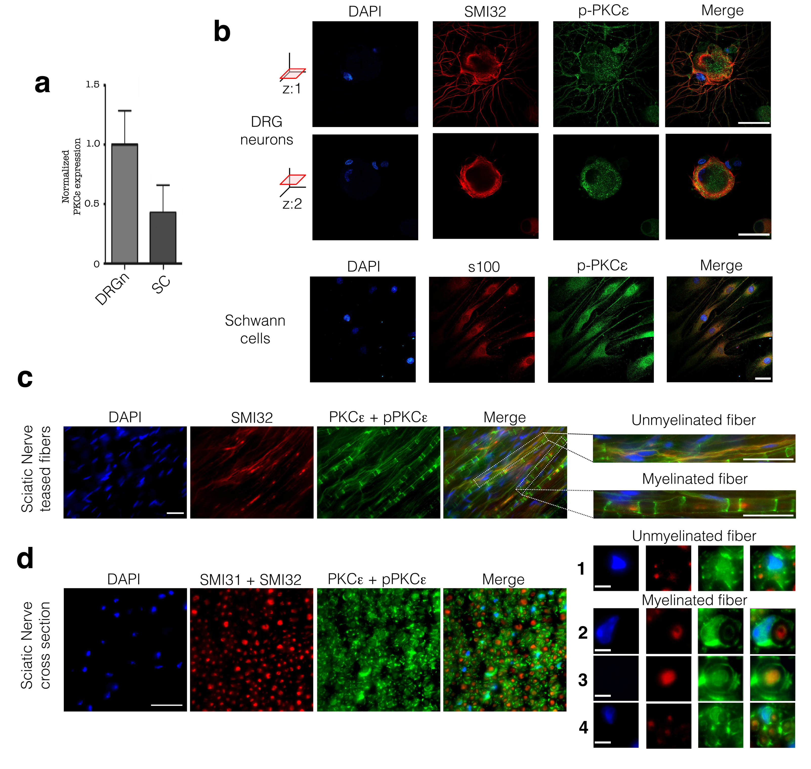 Cells 09 01874 g001 Cells 09 01874 g001