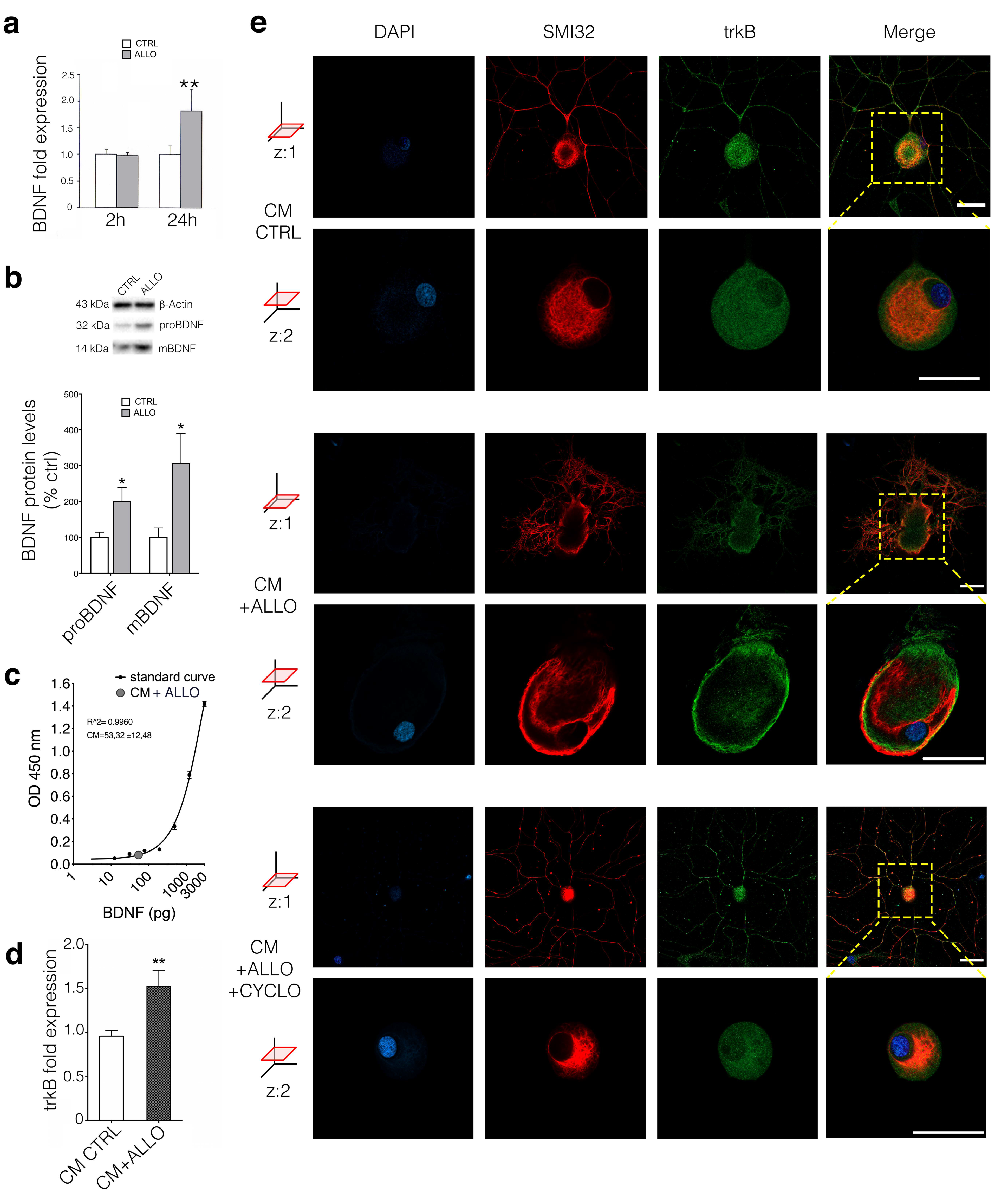 Cells 09 01874 g003 Cells 09 01874 g003