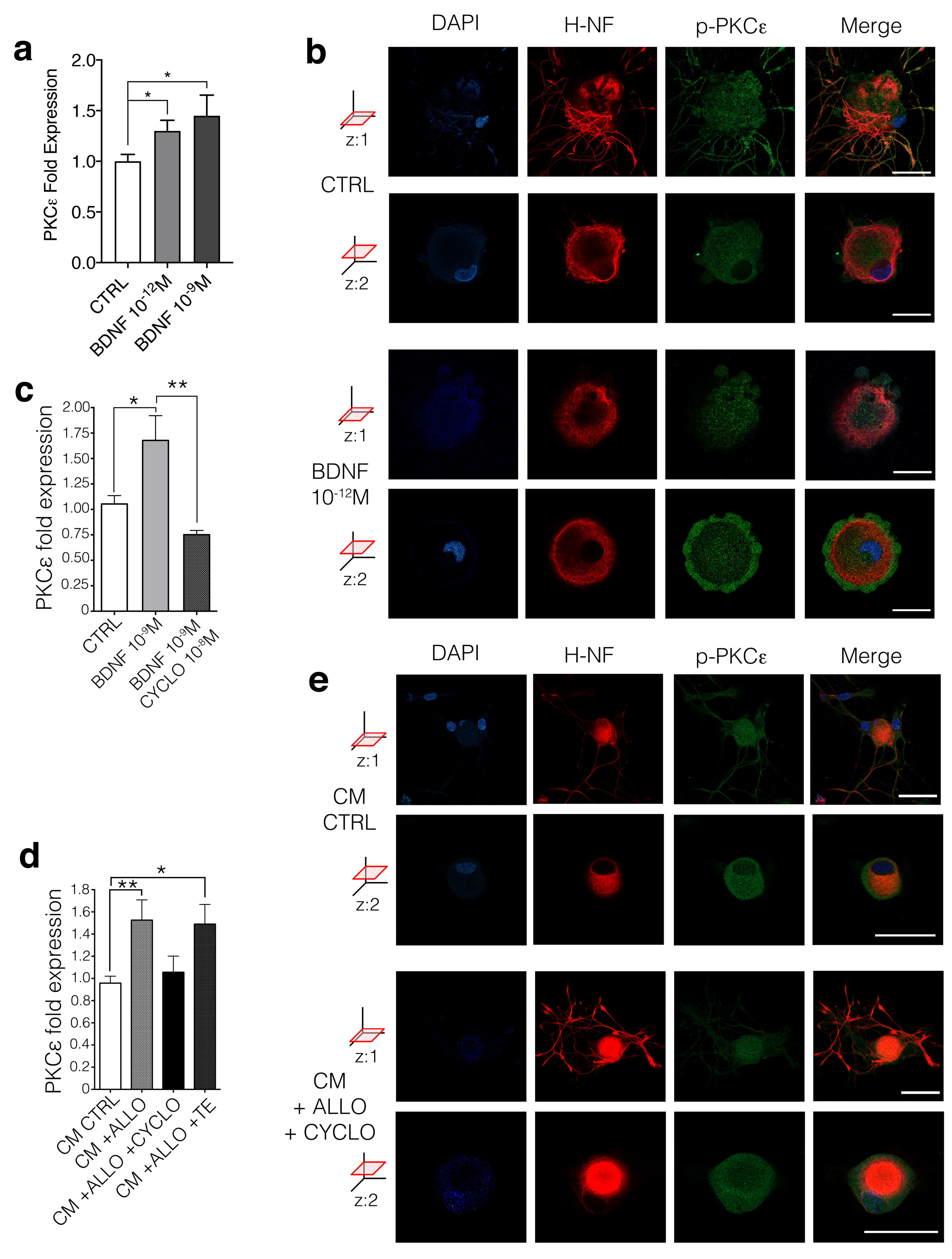 Cells 09 01874 g004 Cells 09 01874 g004