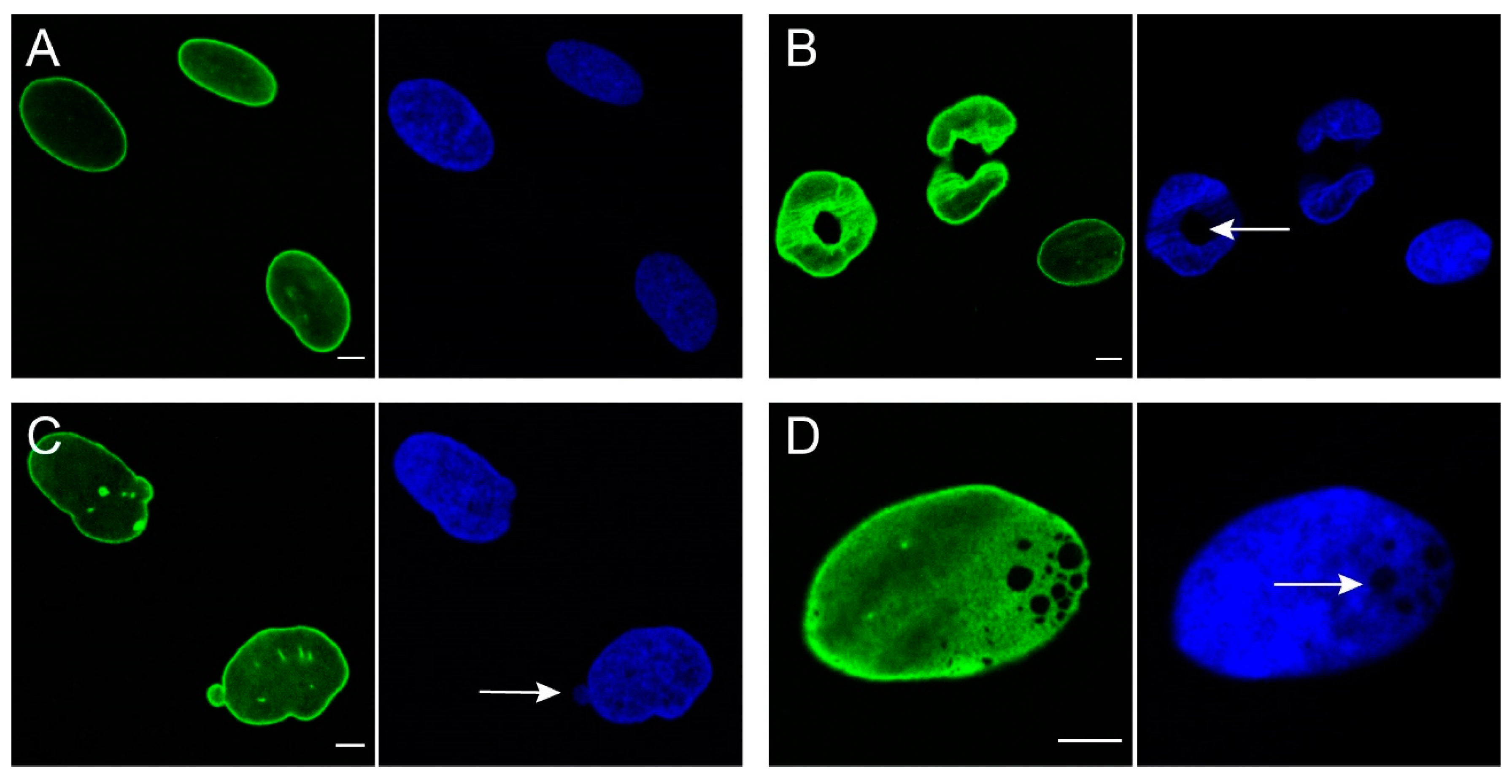Cells 09 01884 g002 Cells 09 01884 g002